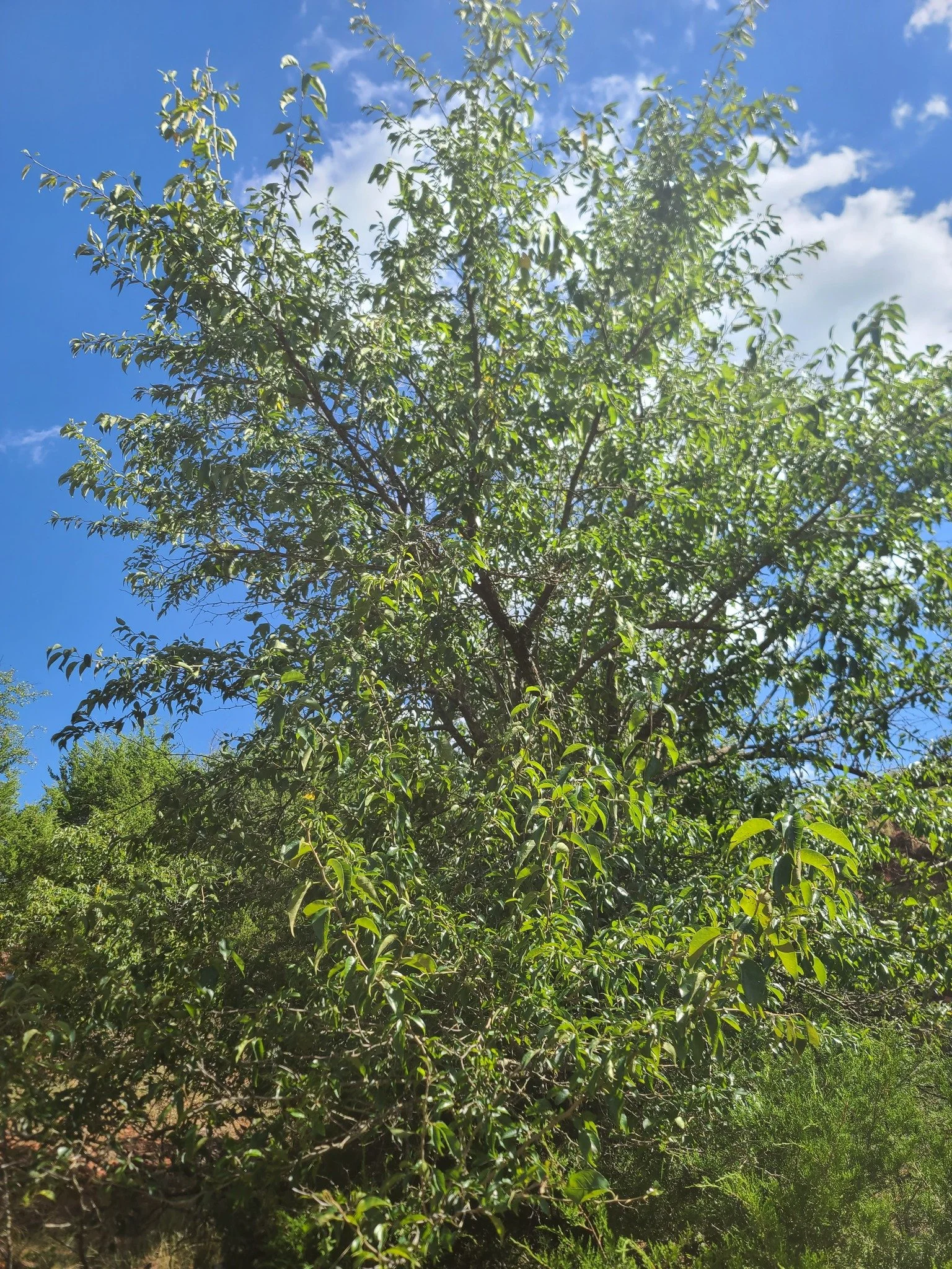Osage Orange (Maclura pomifera)