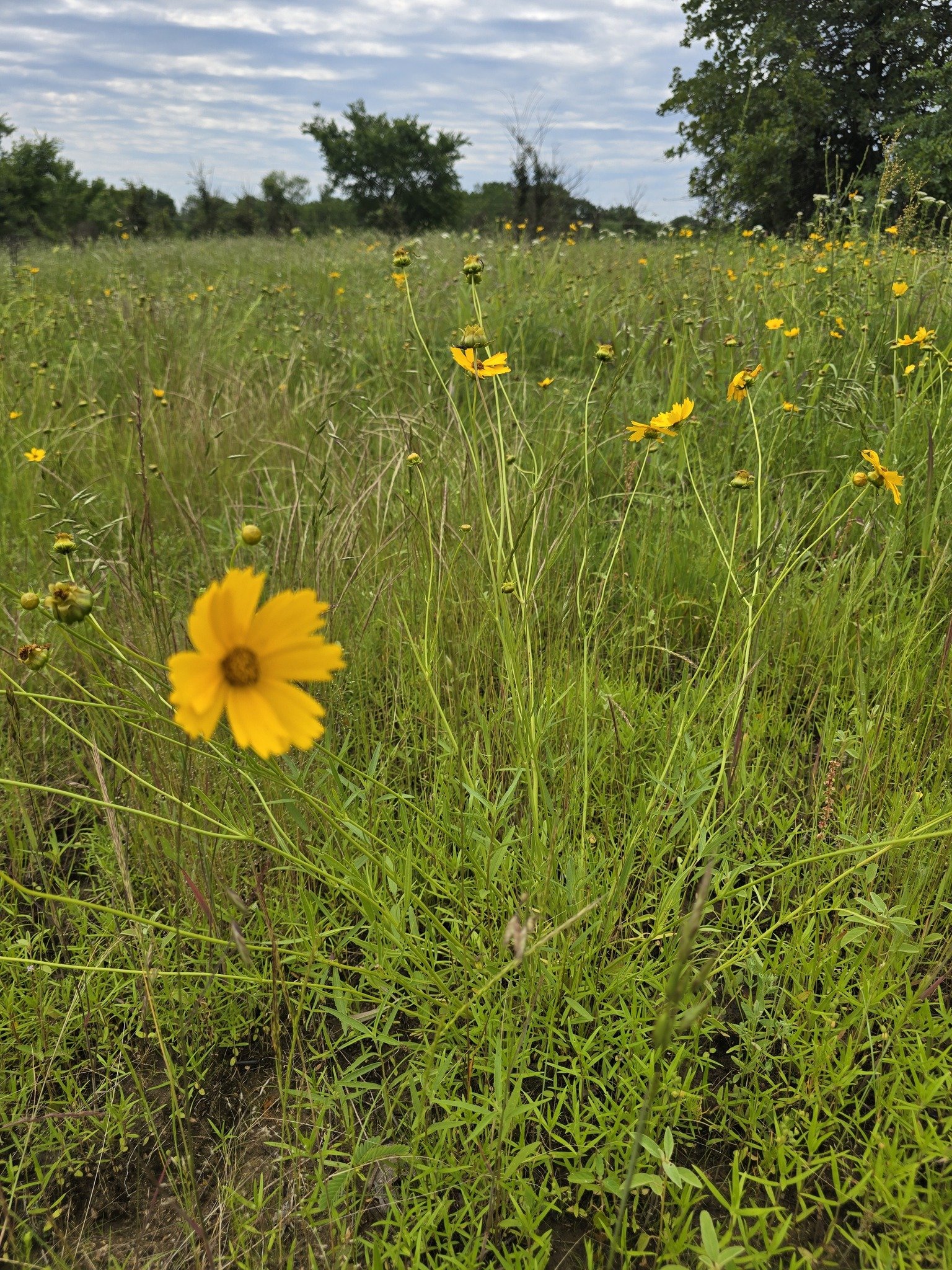 lanceleafcoreopsis1_gus.jpg