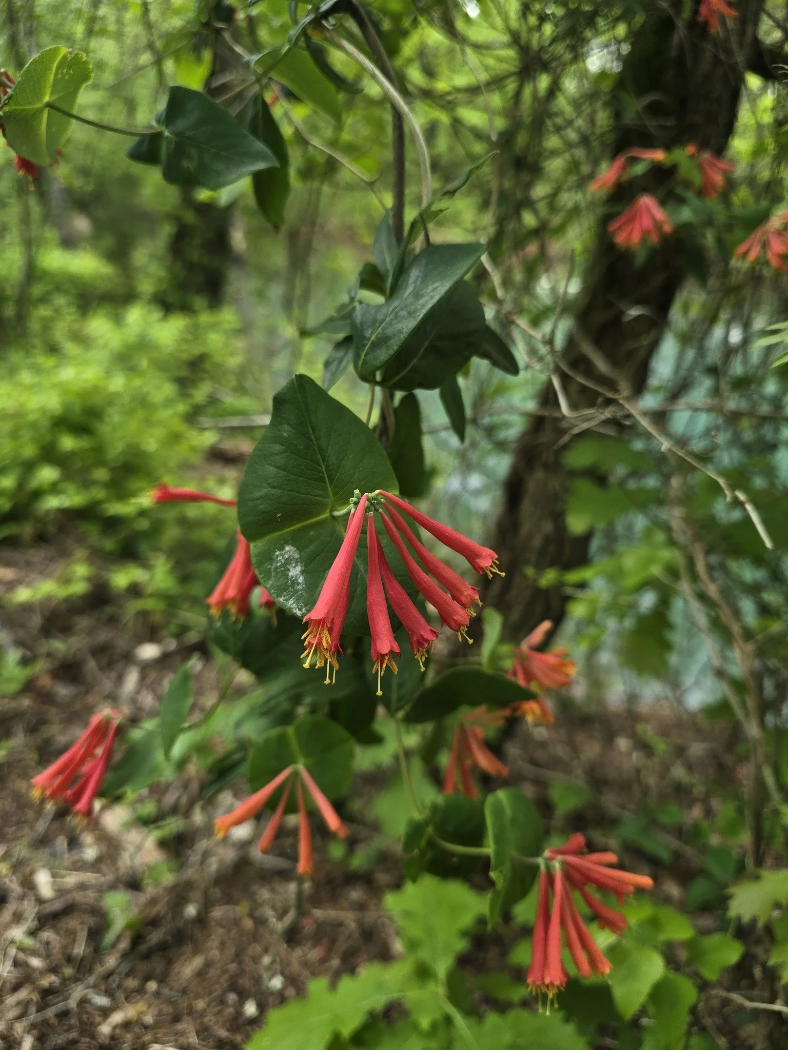 Coral Bell Honeysuckle (Lonicera sempervirens)