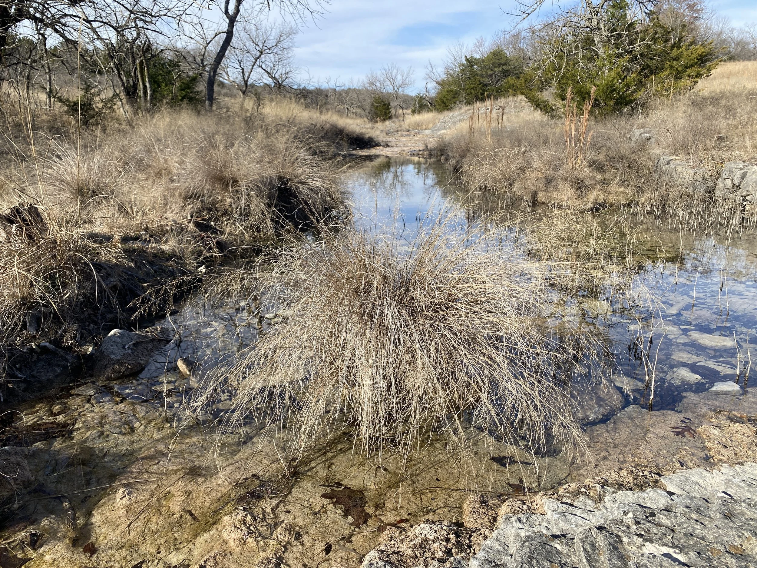 Seep Muhly (Muhlenbergia reverchonii)