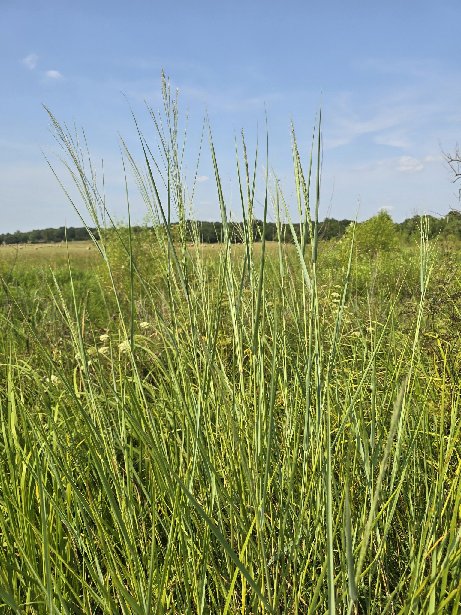 switchgrass1_gus.jpg