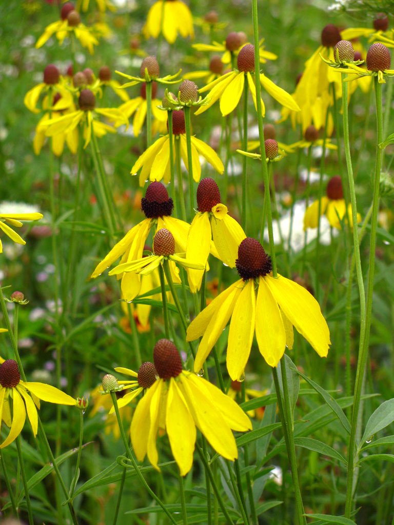 Gray Headed Coneflower (Ratibida pinnata)