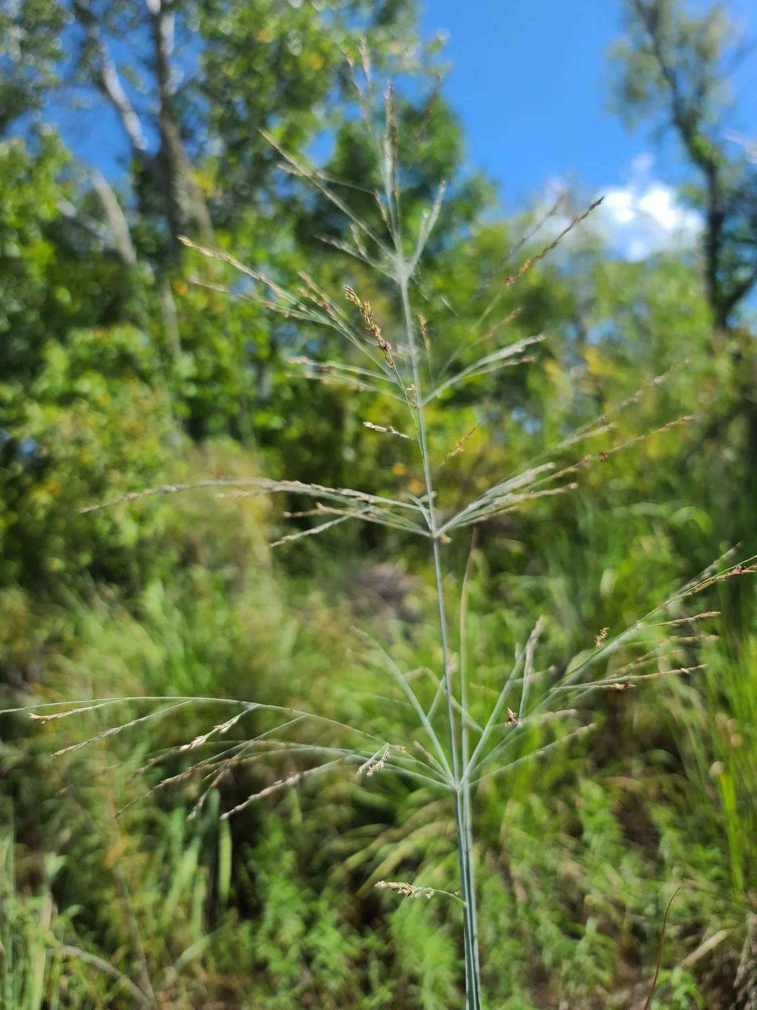 switchgrass3_gus.jpg