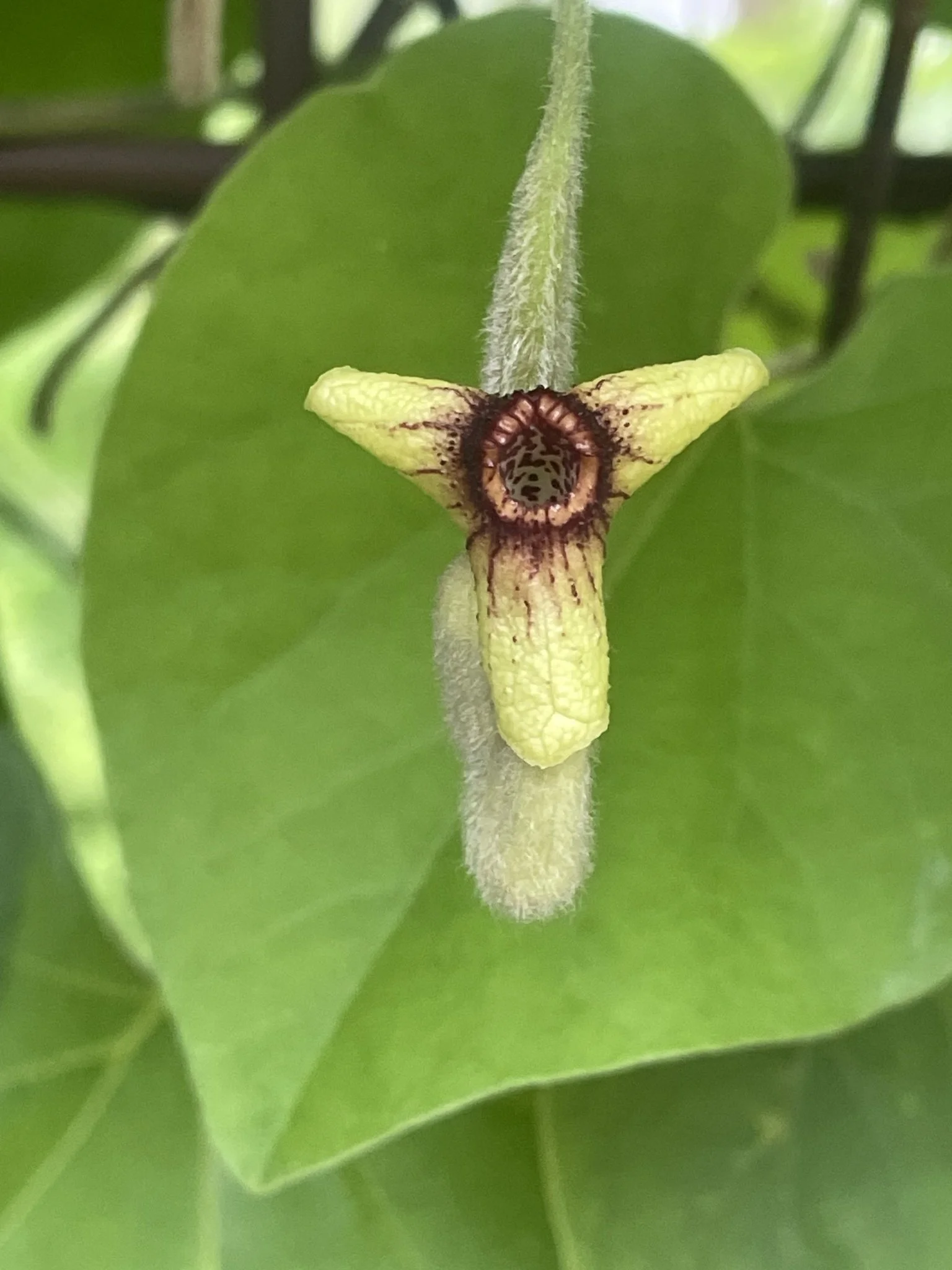 Wooly Pipevine (Aristolochia tomentosa)