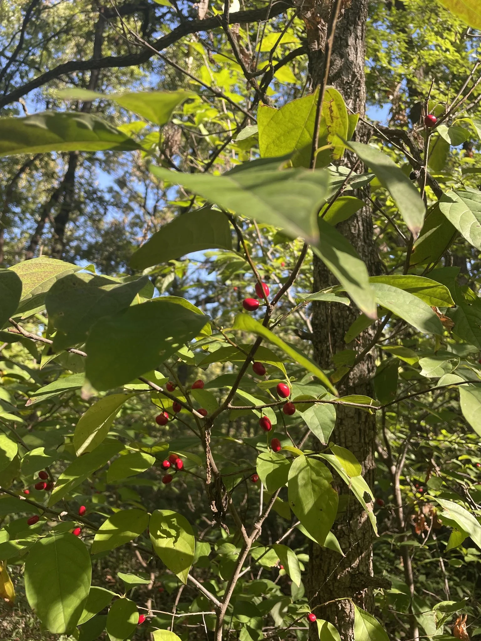 Spicebush (Lindera benzoin)