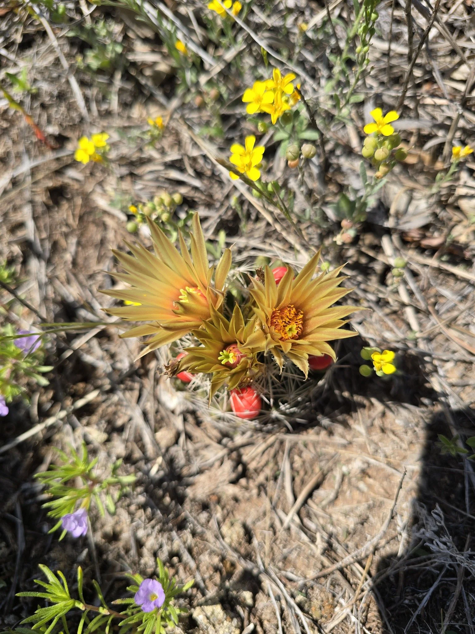 Missouri Foxtail Cactus (Escobaria missouriensis)