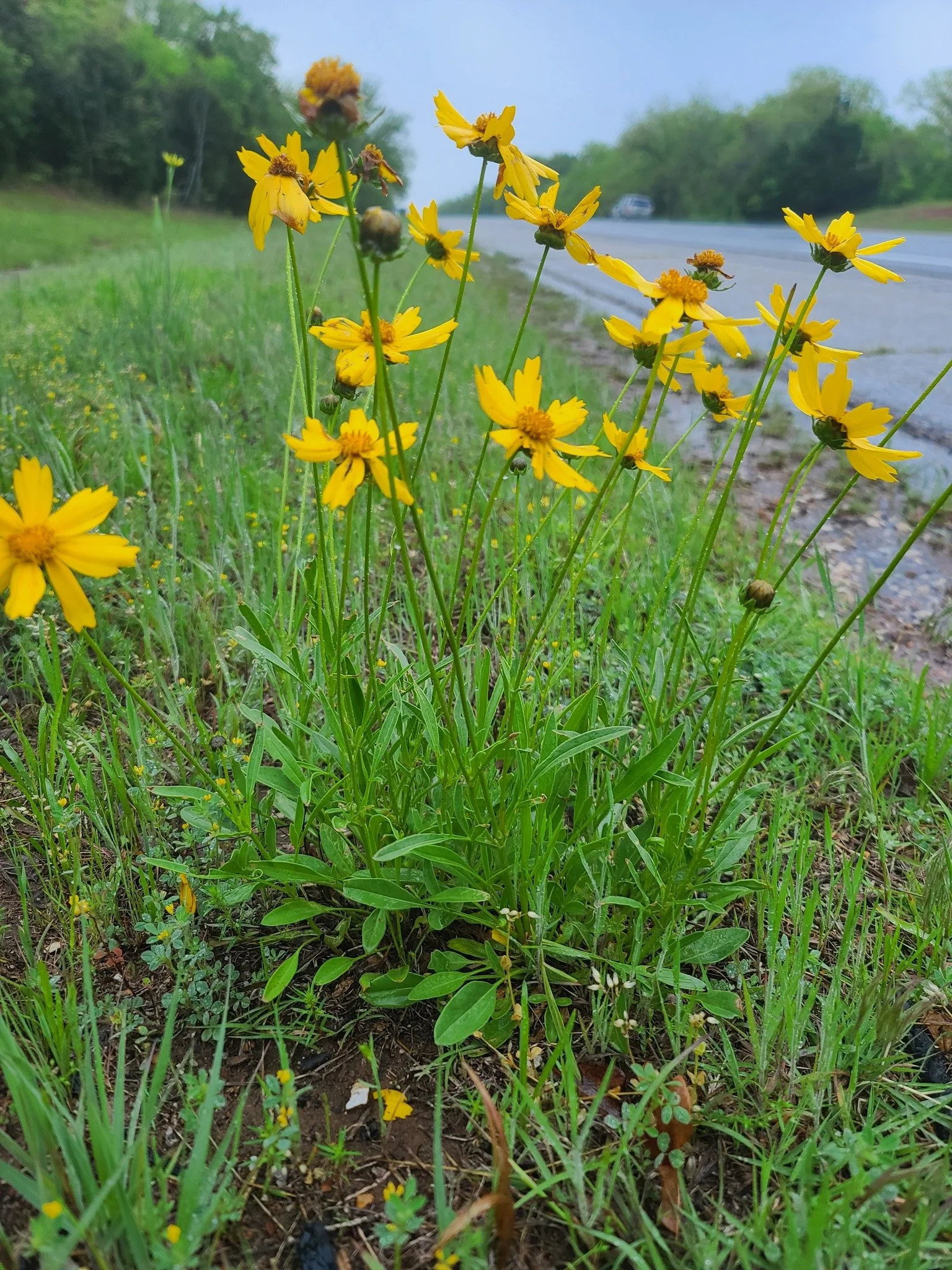 lanceleafcoreopsis2_gus.jpg