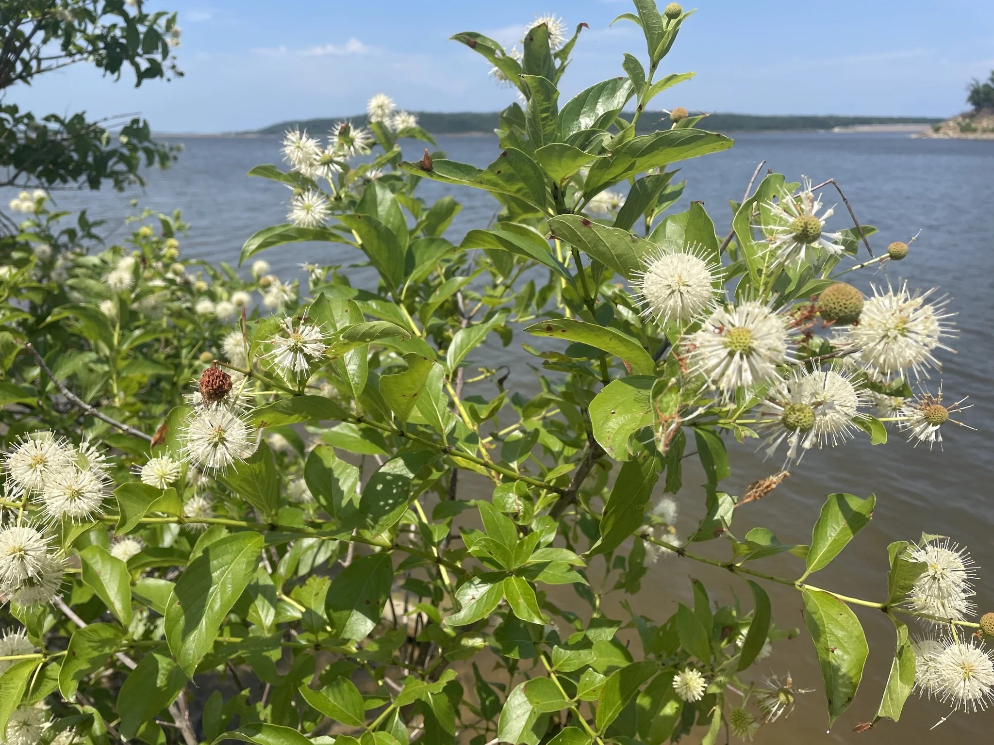 Buttonbush (Cephalanthus occidentalis)