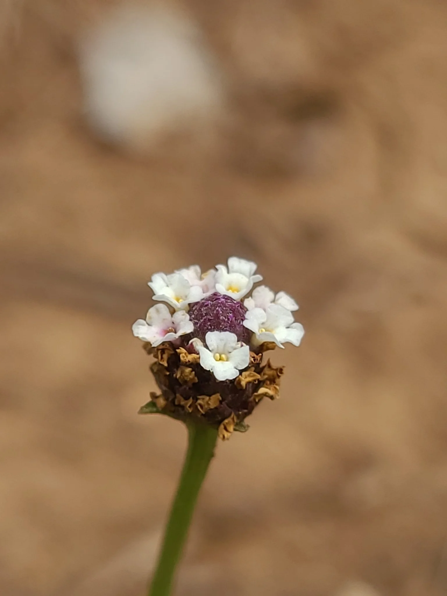 Frogfruit (Phyla nodiflora)