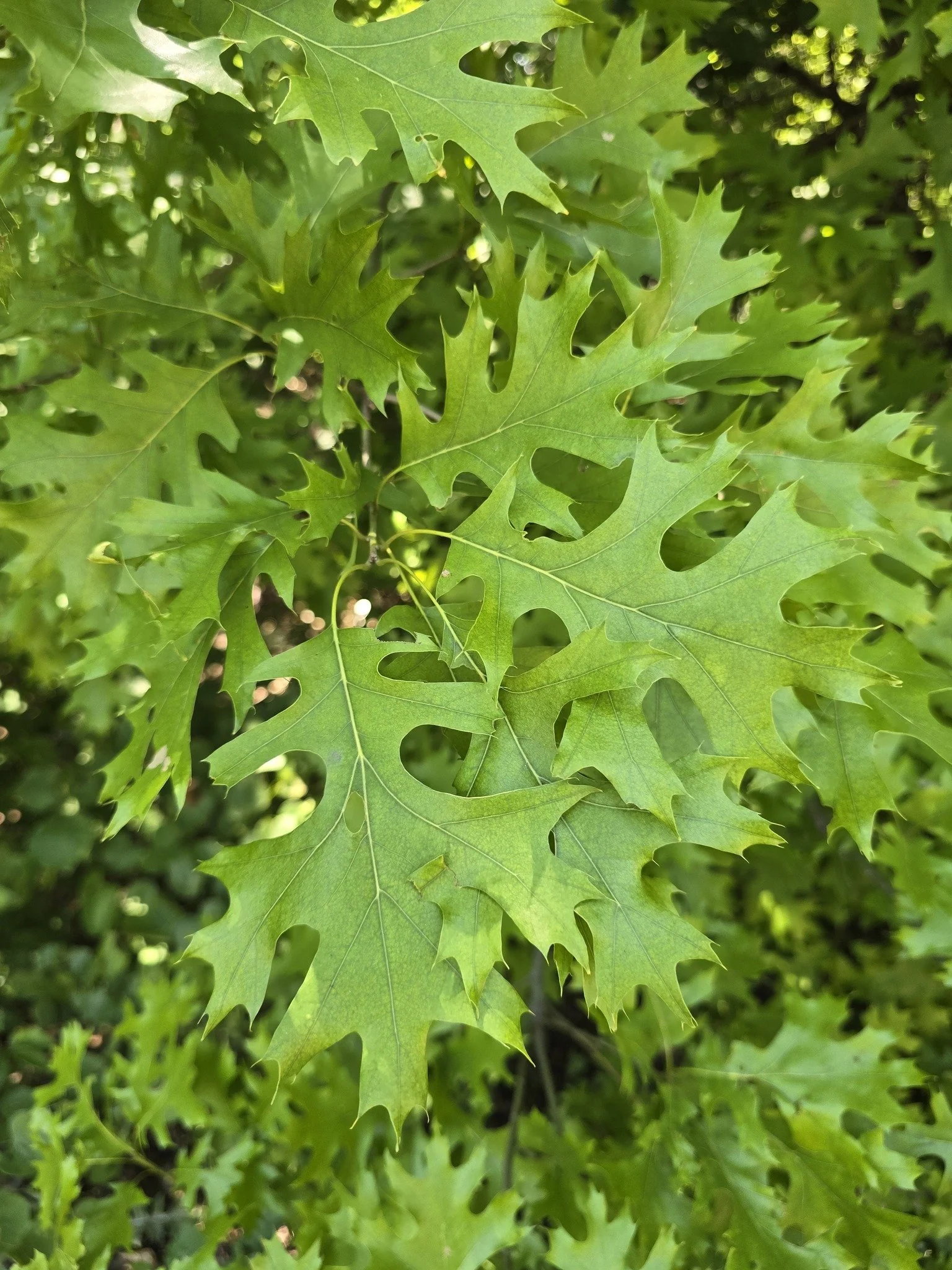 Shumard Oak (Quercus shumardii)