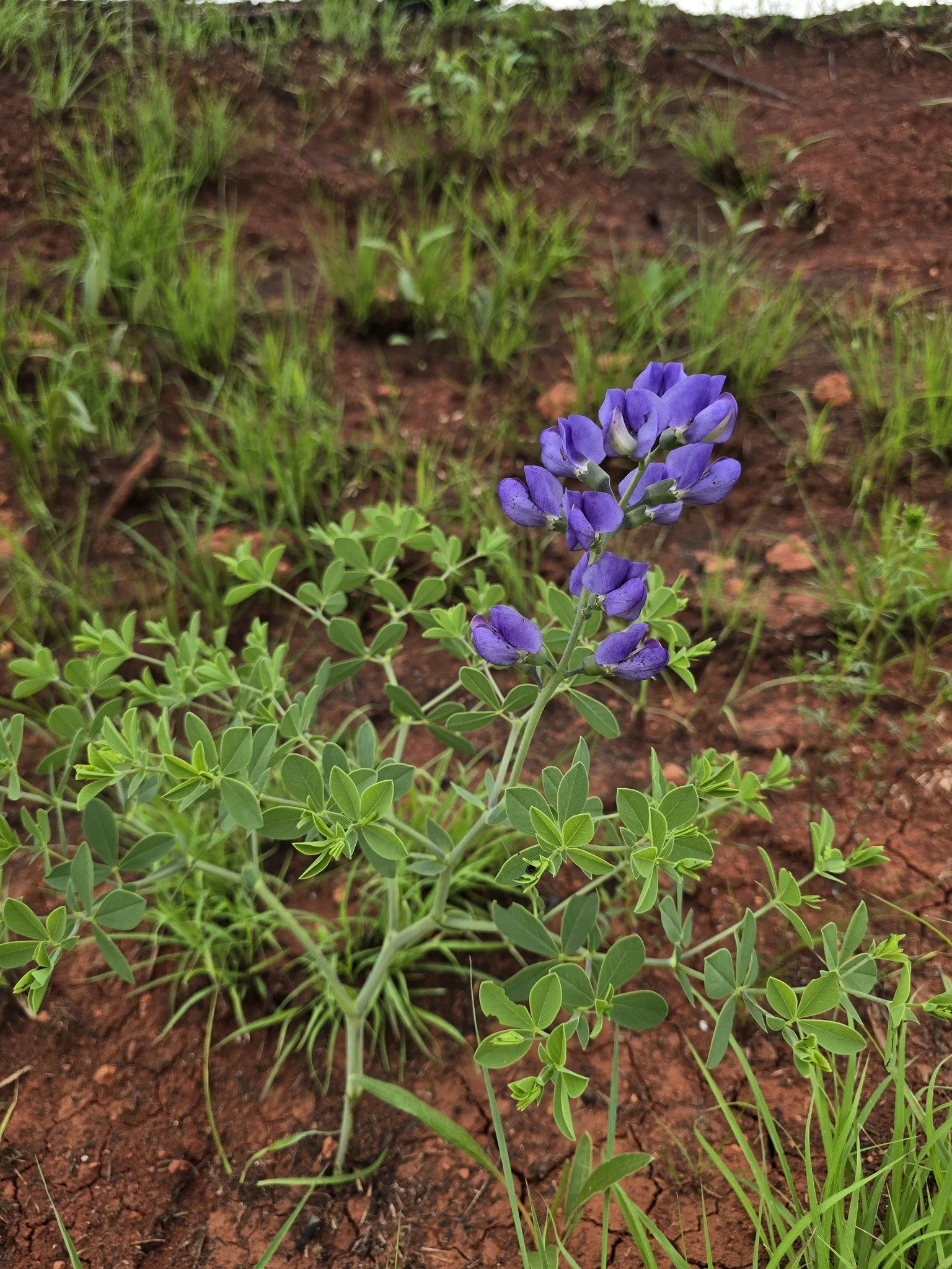 Dwarf Blue Indigo (Baptisia australis var. minor)