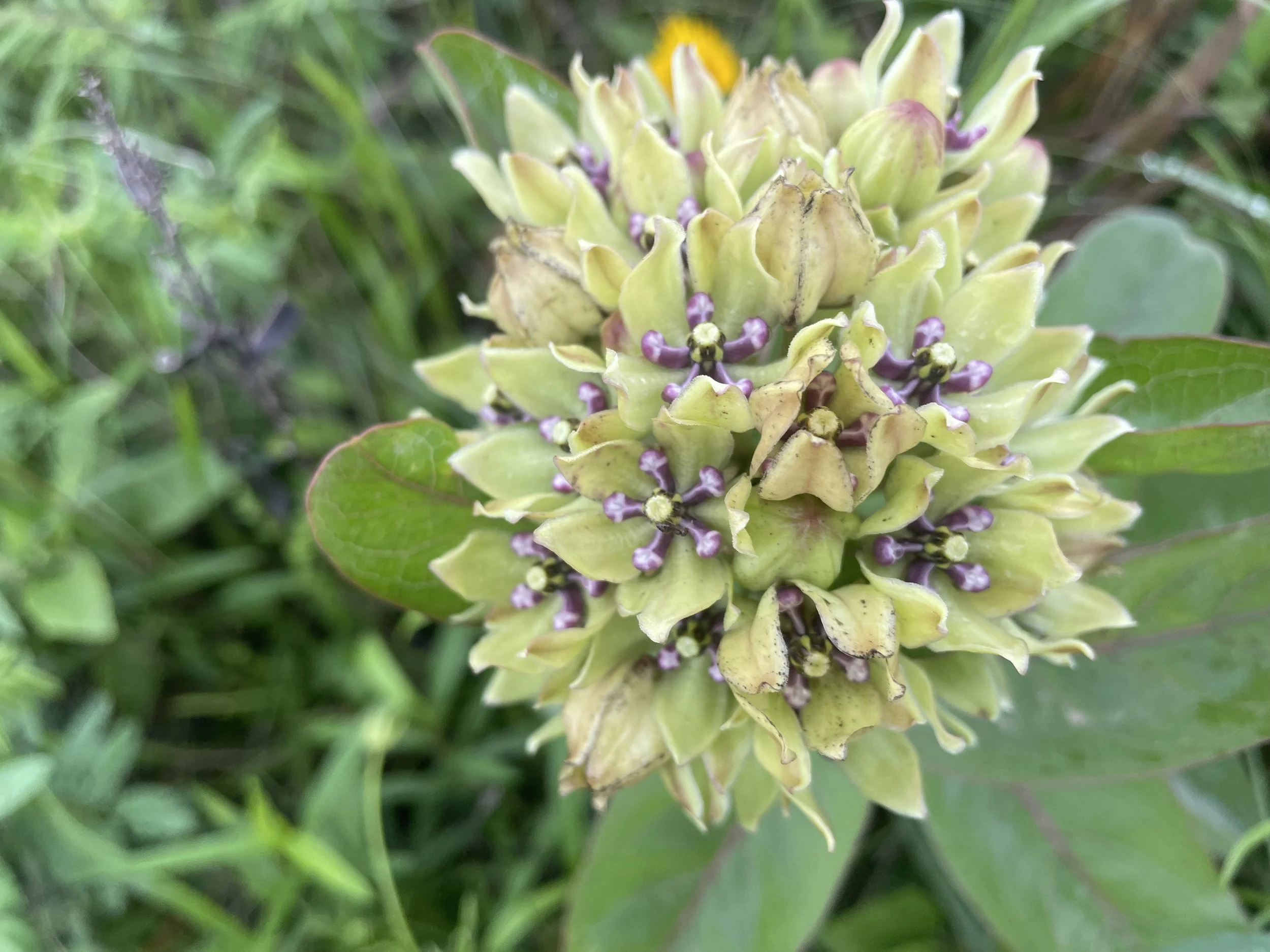Green Antelope Horn Milkweed (Asclepias viridis)
