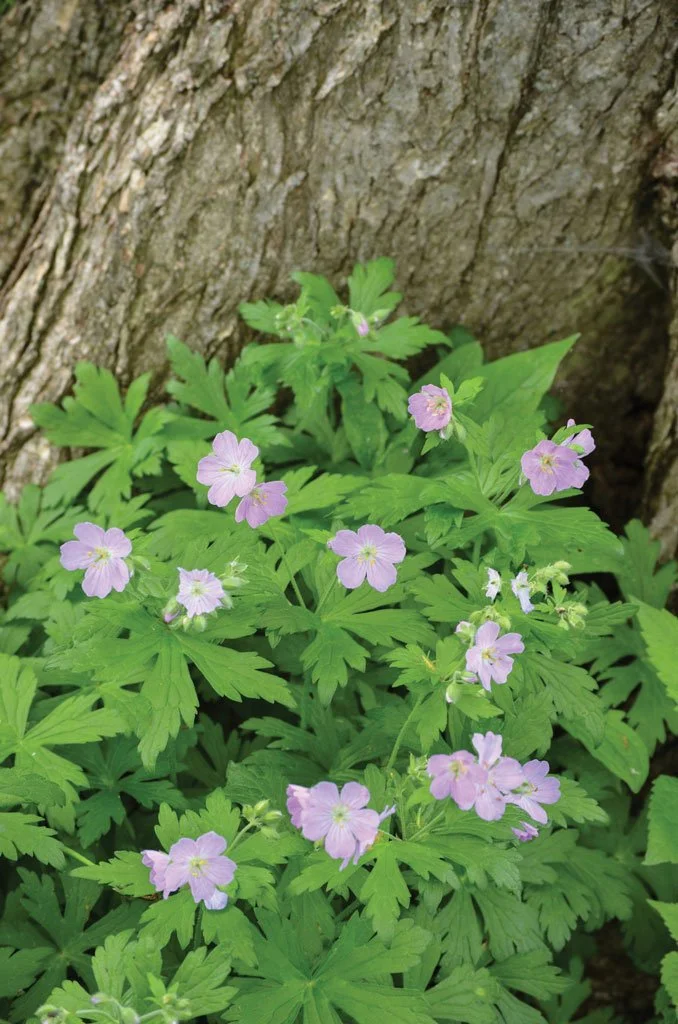 Wild geranium (Geranium maculatum)