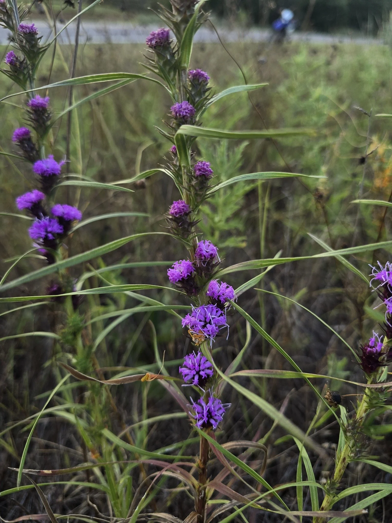 Scaly Blazing Star (Liatris squarrosa)