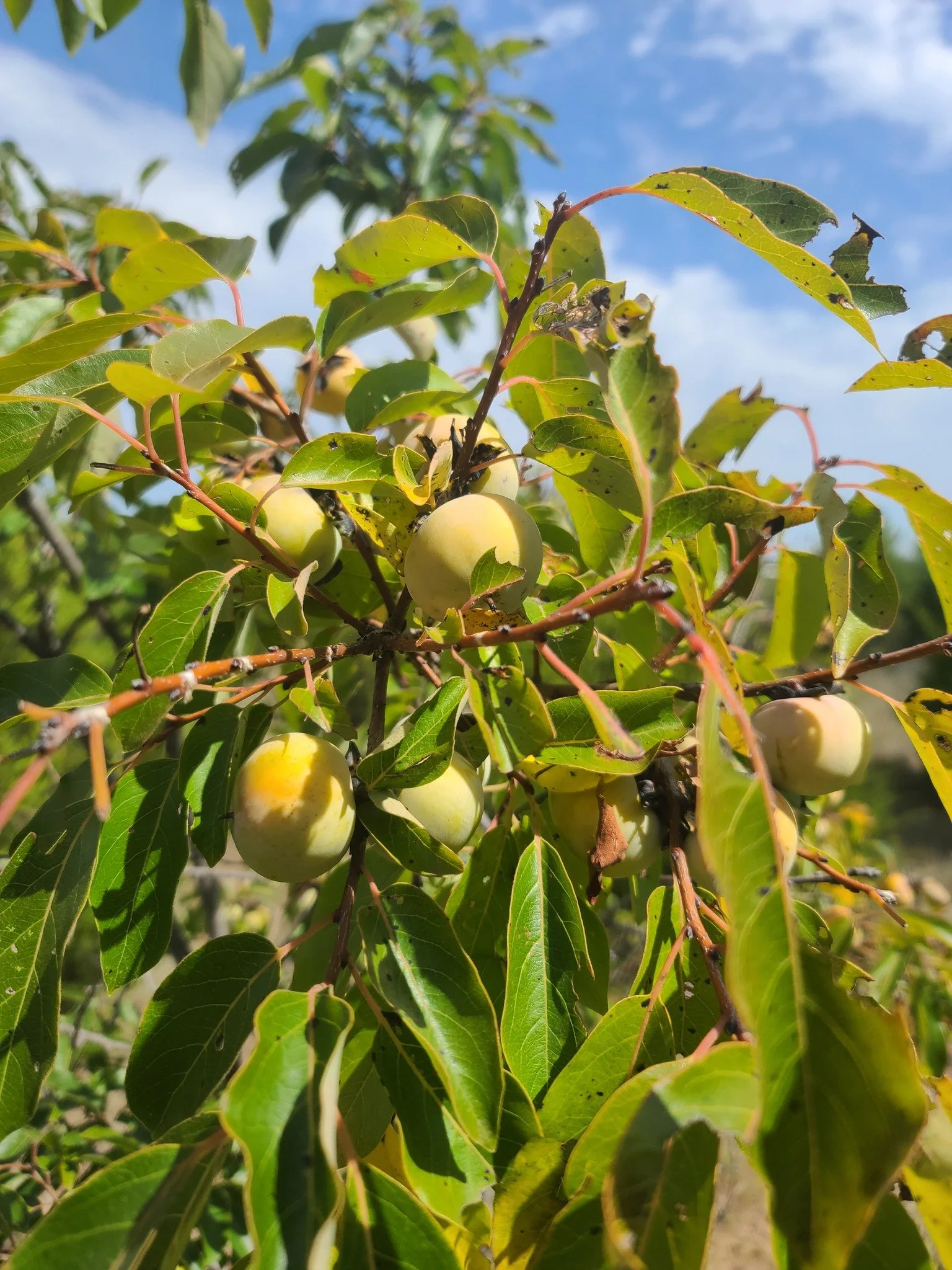 persimmon1_gus.jpg