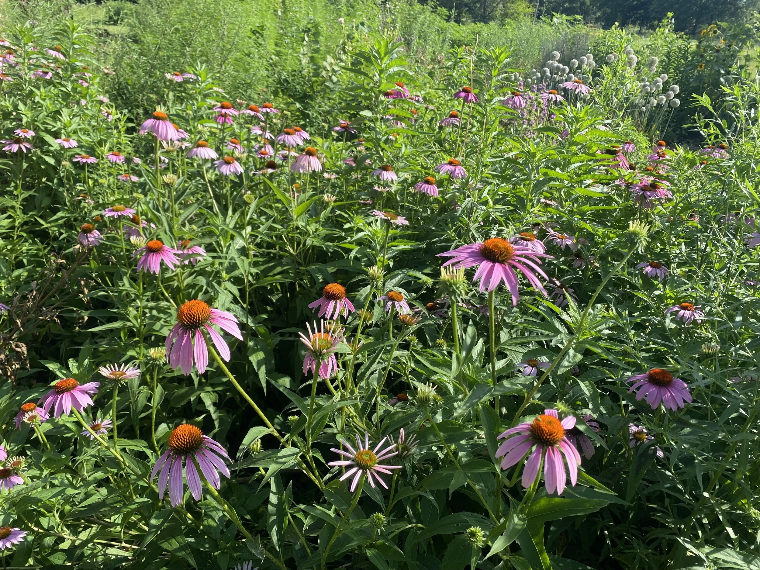 Purple Coneflower (Echinacea purpurea)