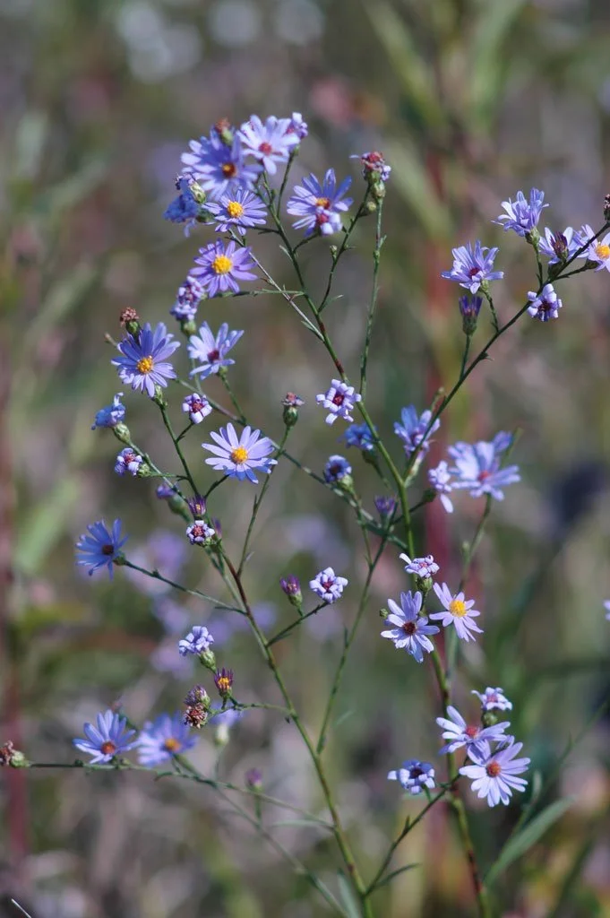 Sky Blue Aster (Symphyotrichum oolentangiense)