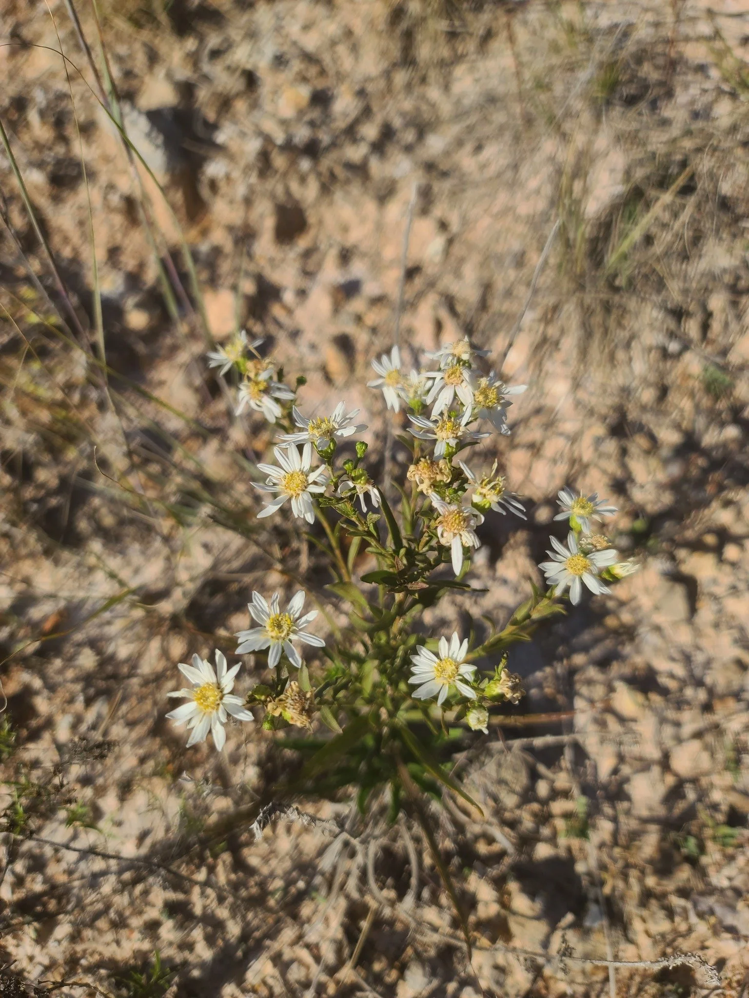 Upland White Goldenrod (Solidago ptarmicoides)
