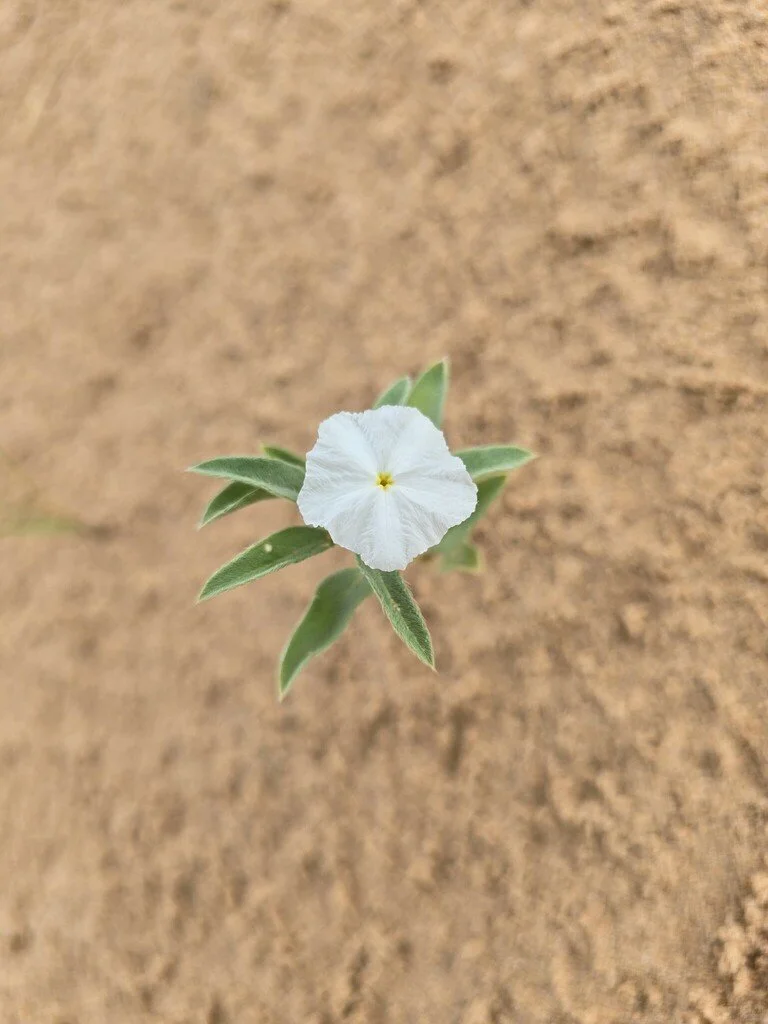 Phlox Heliotrope (Euploca convolvulacea)