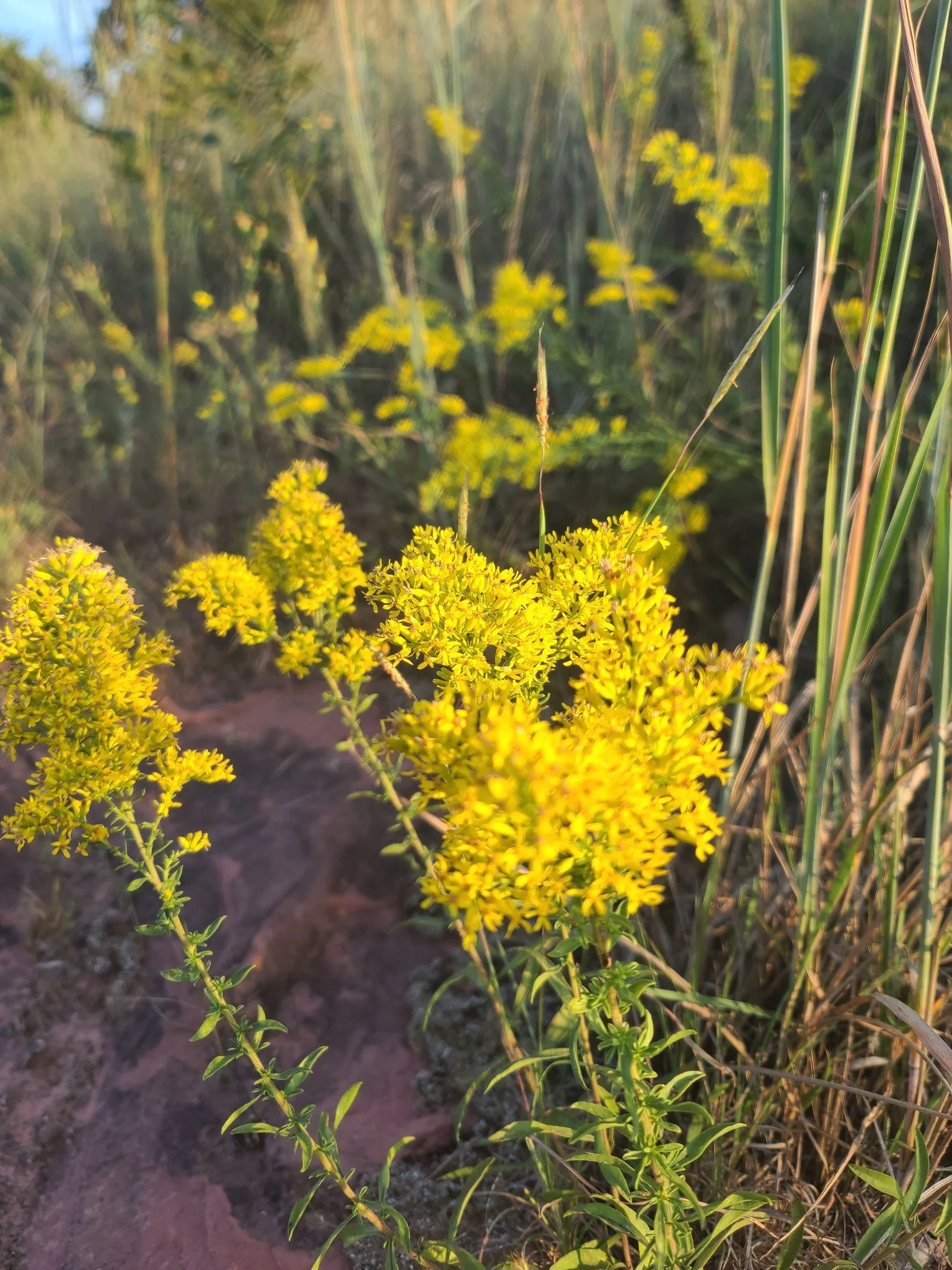 fieldgoldenrod1_gus.jpg
