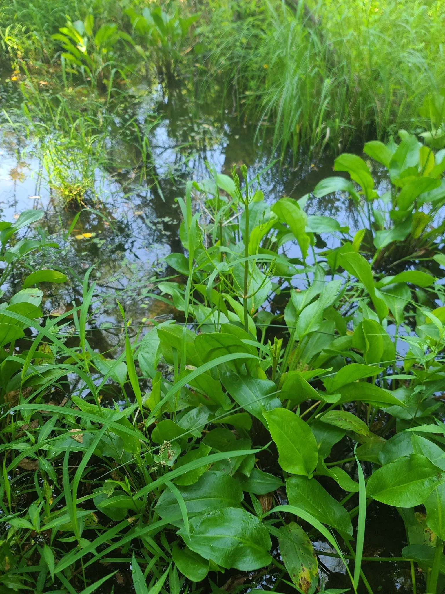 waterplantain1_gus.jpg