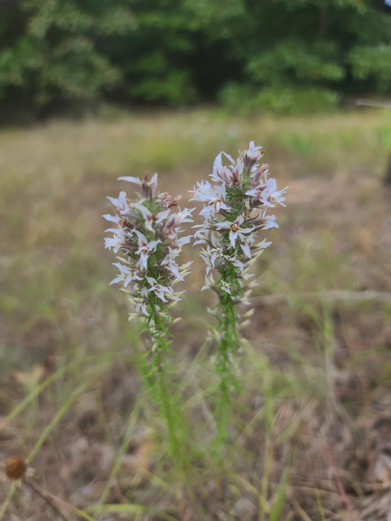 Western Elegant Blazing Star (Liatris hesperelegans)