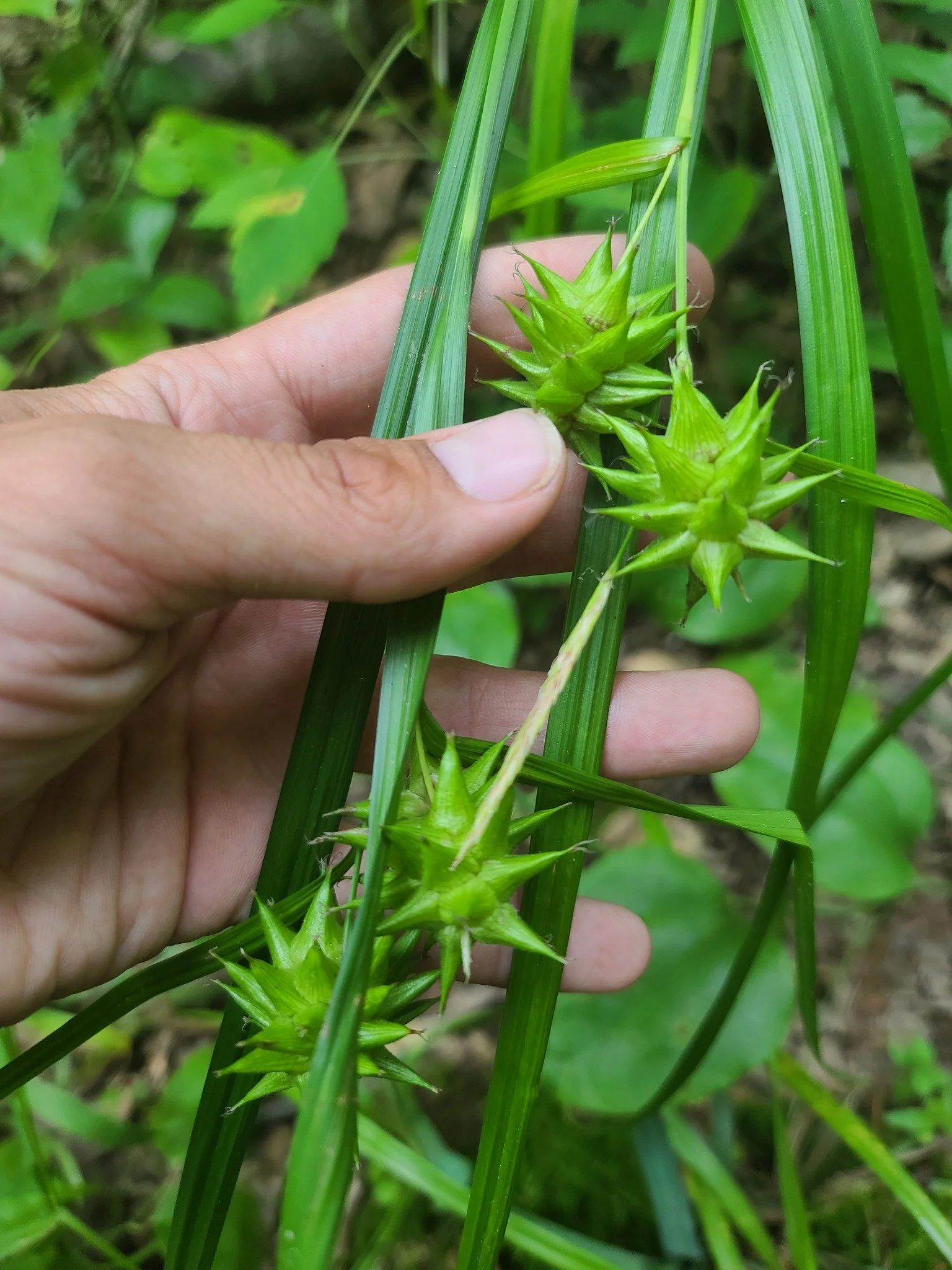 Gray Sedge (Carex grayii)