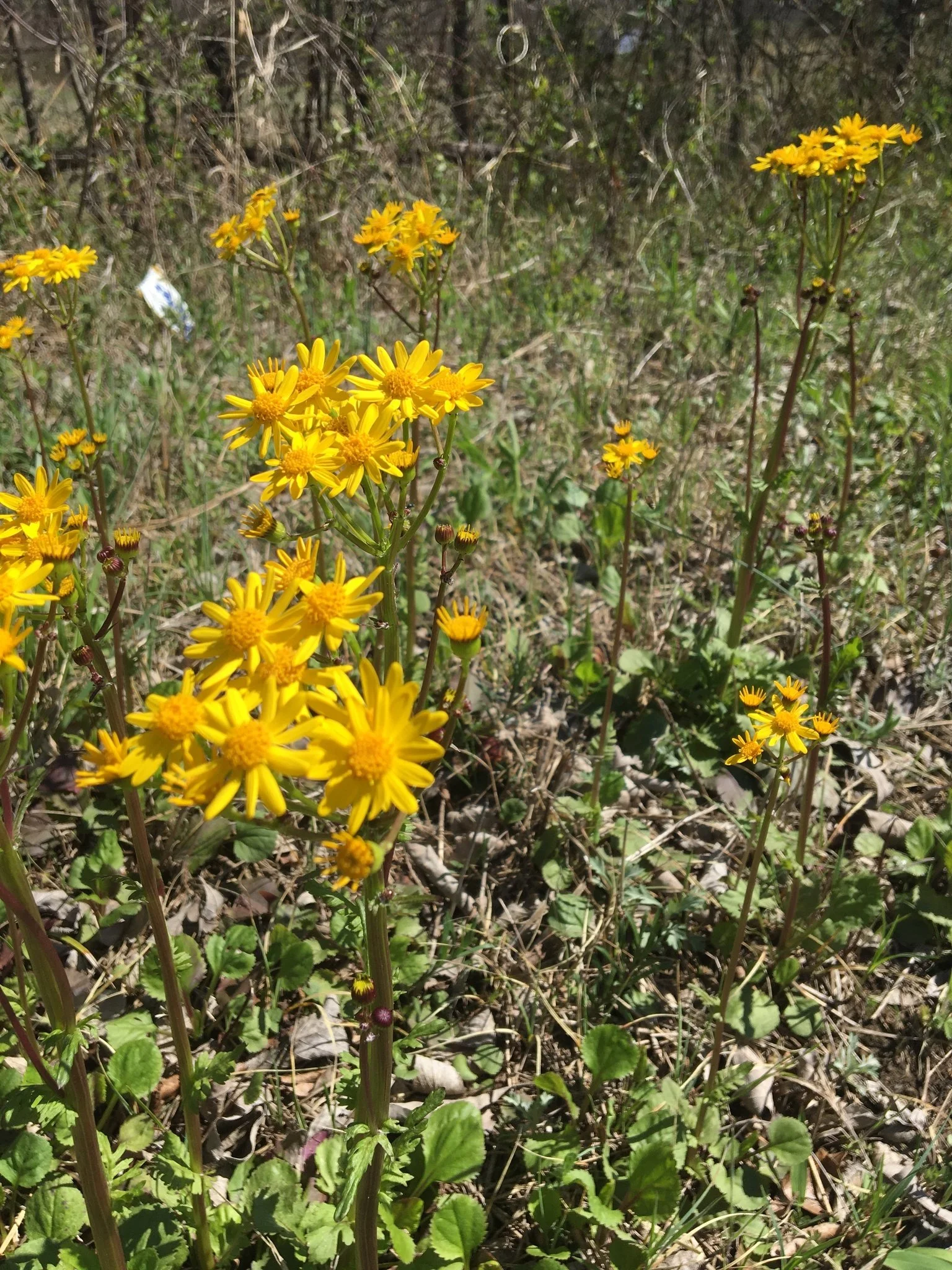 ragwort1_jordan.jpg