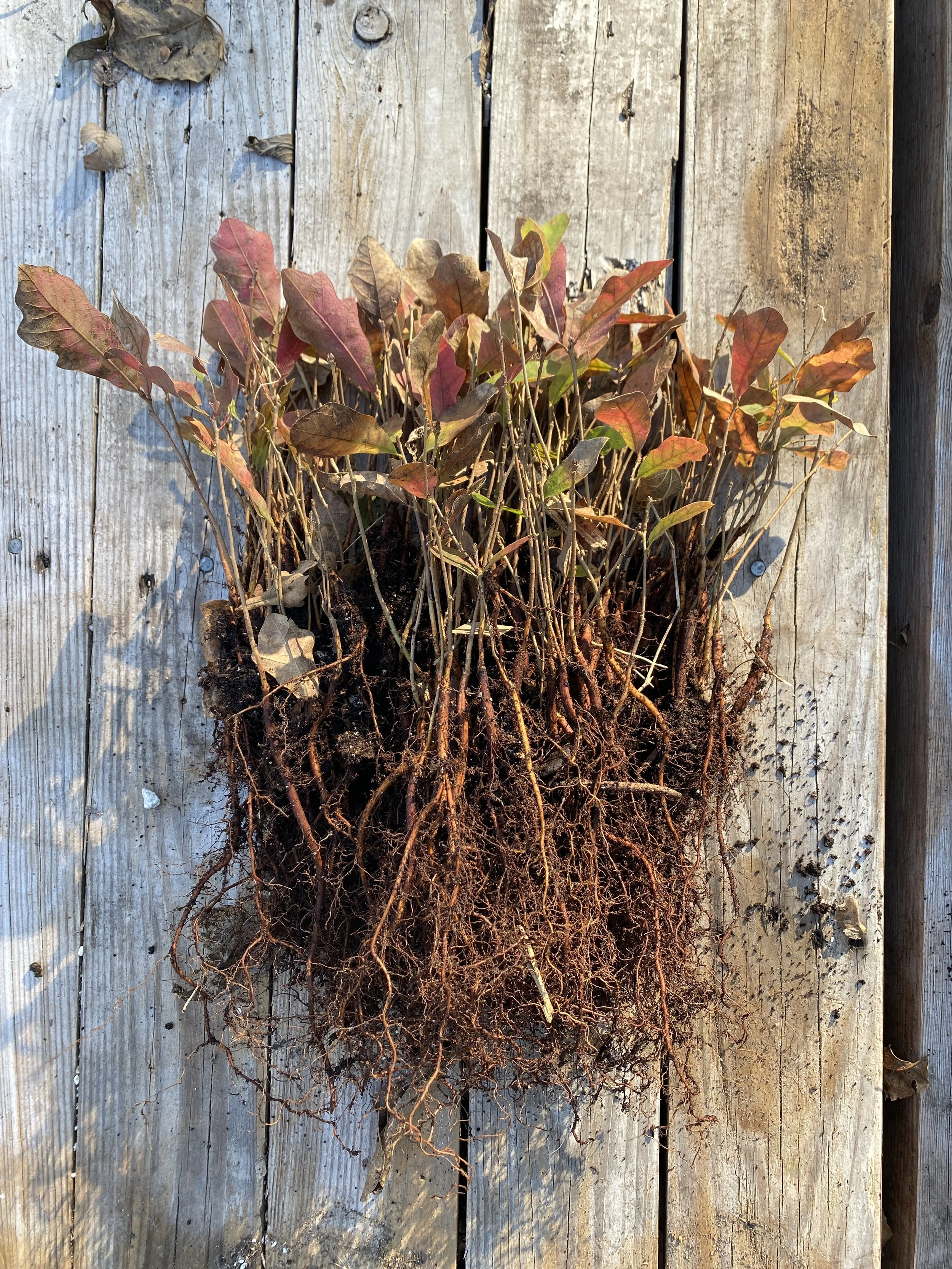 Pin Oak (Quercus palustris)