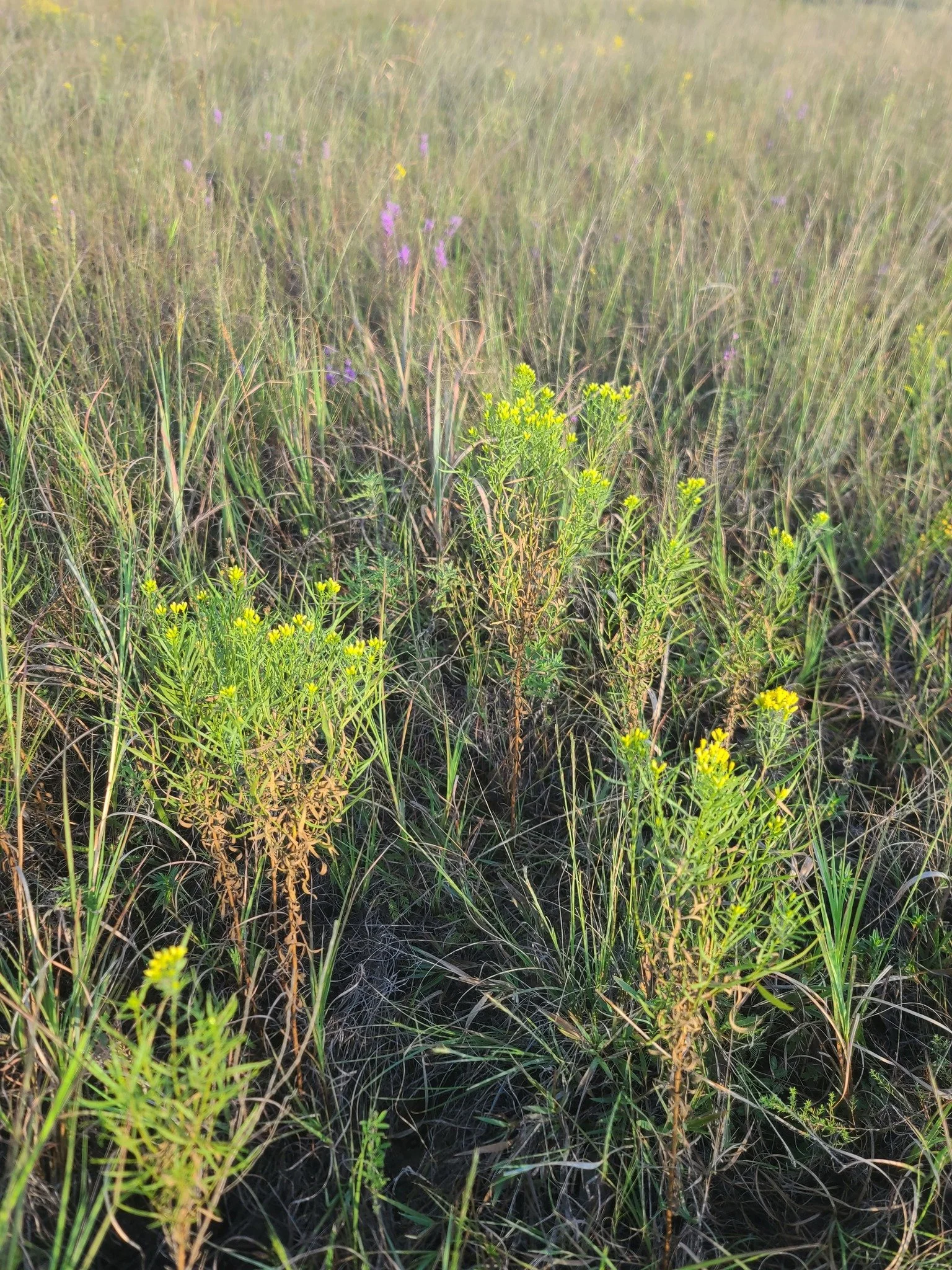 prairiegoldenrod1_gus.jpg