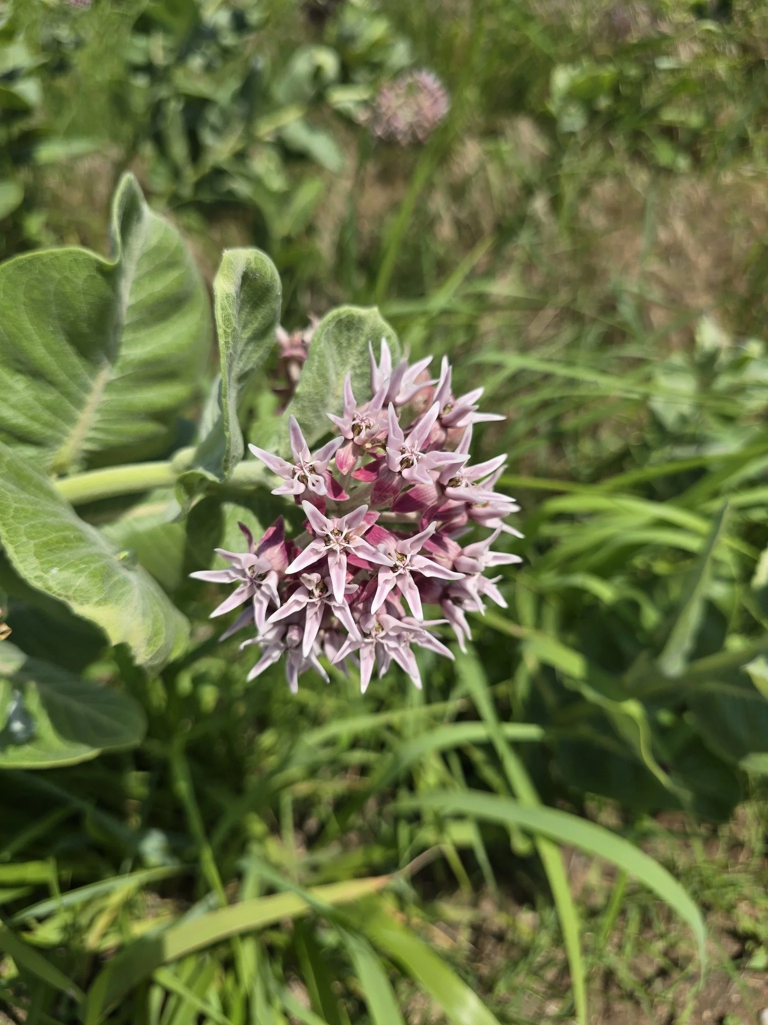 Showy Milkweed (Asclepias speciosa)