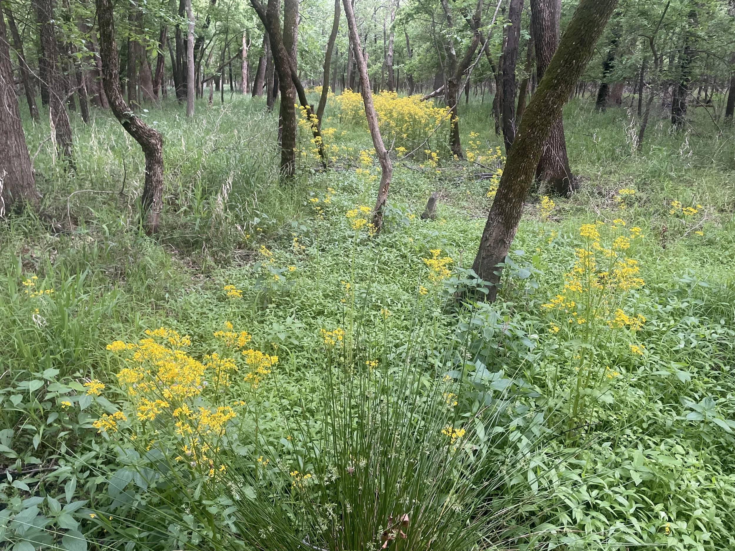 Roundleaf Ragwort (Packera obovata)