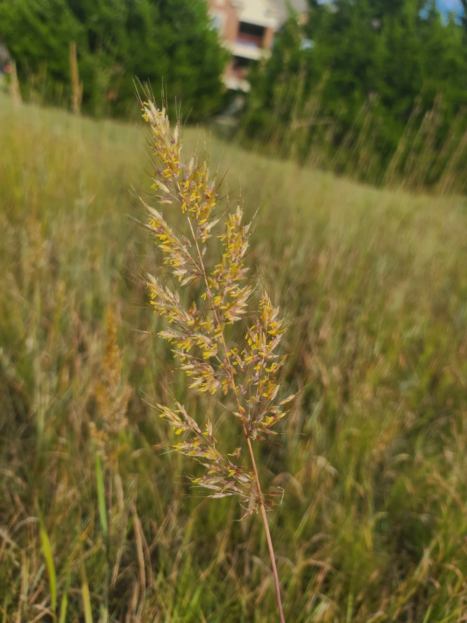indiangrass2_gus.jpg