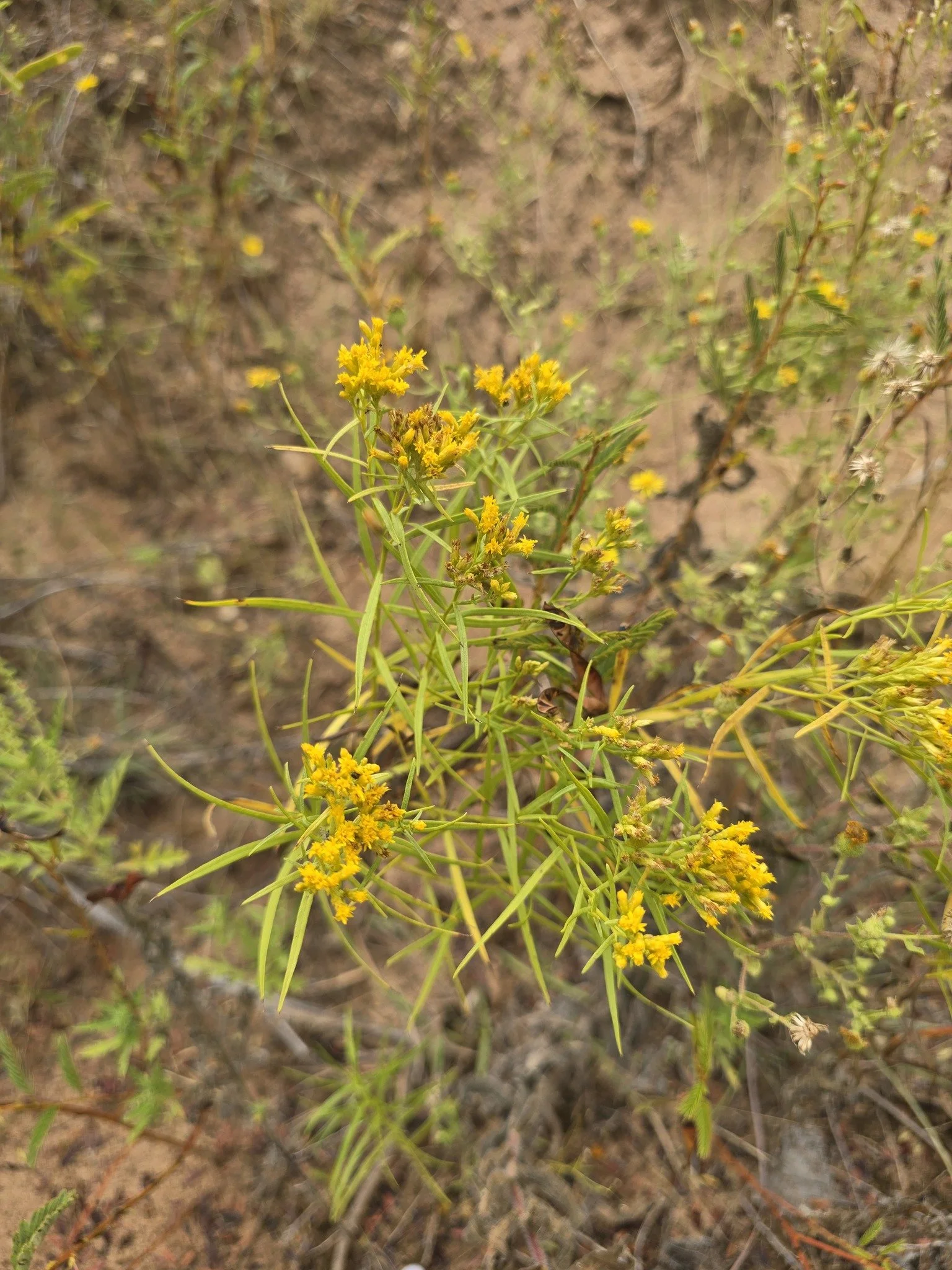 prairiegoldenrod2_gus.jpg