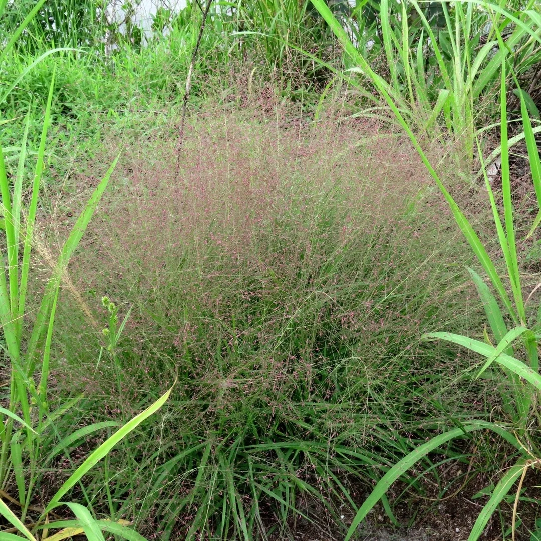 Purple Love Grass (Eragrostis spectabilis)