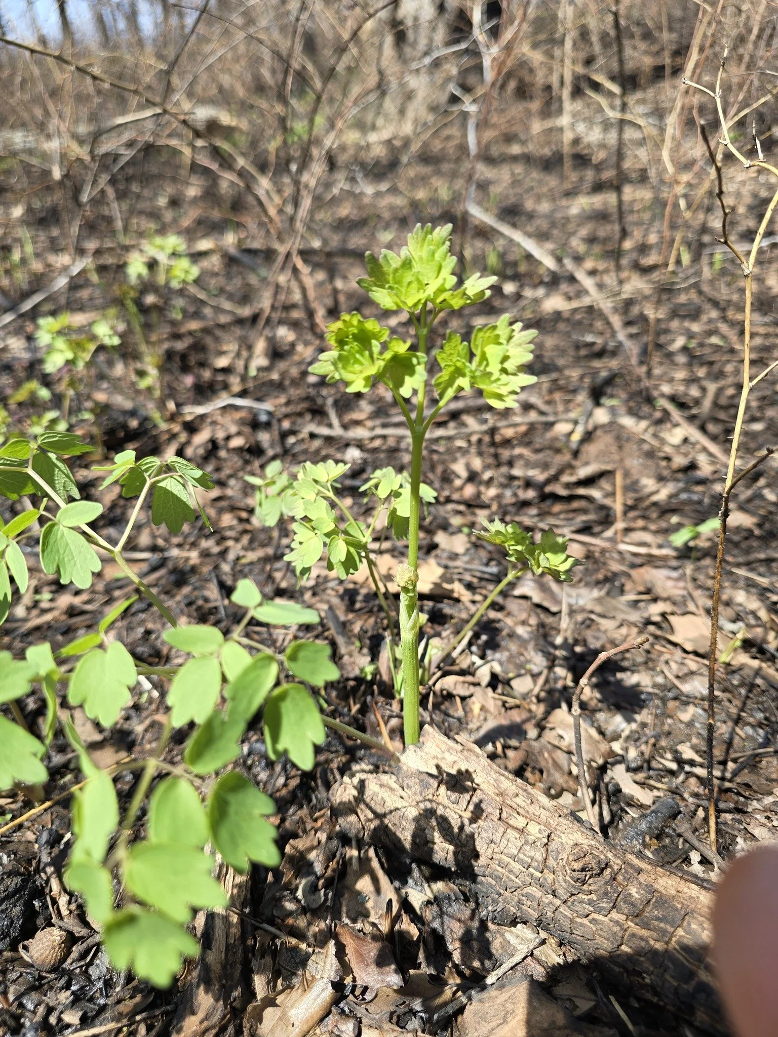 Purple Meadow Rue (Thalictrum dasycarpum)
