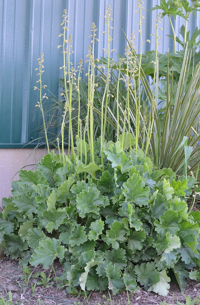Prairie alumroot (Heuchera richardsonii)