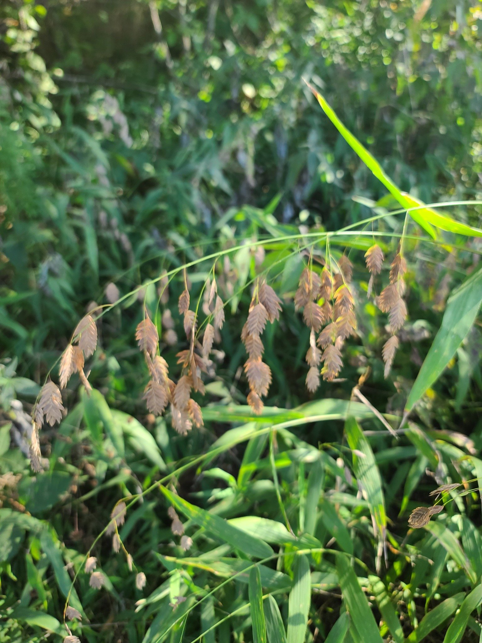 River Oats (Chasmanthium latifolium)