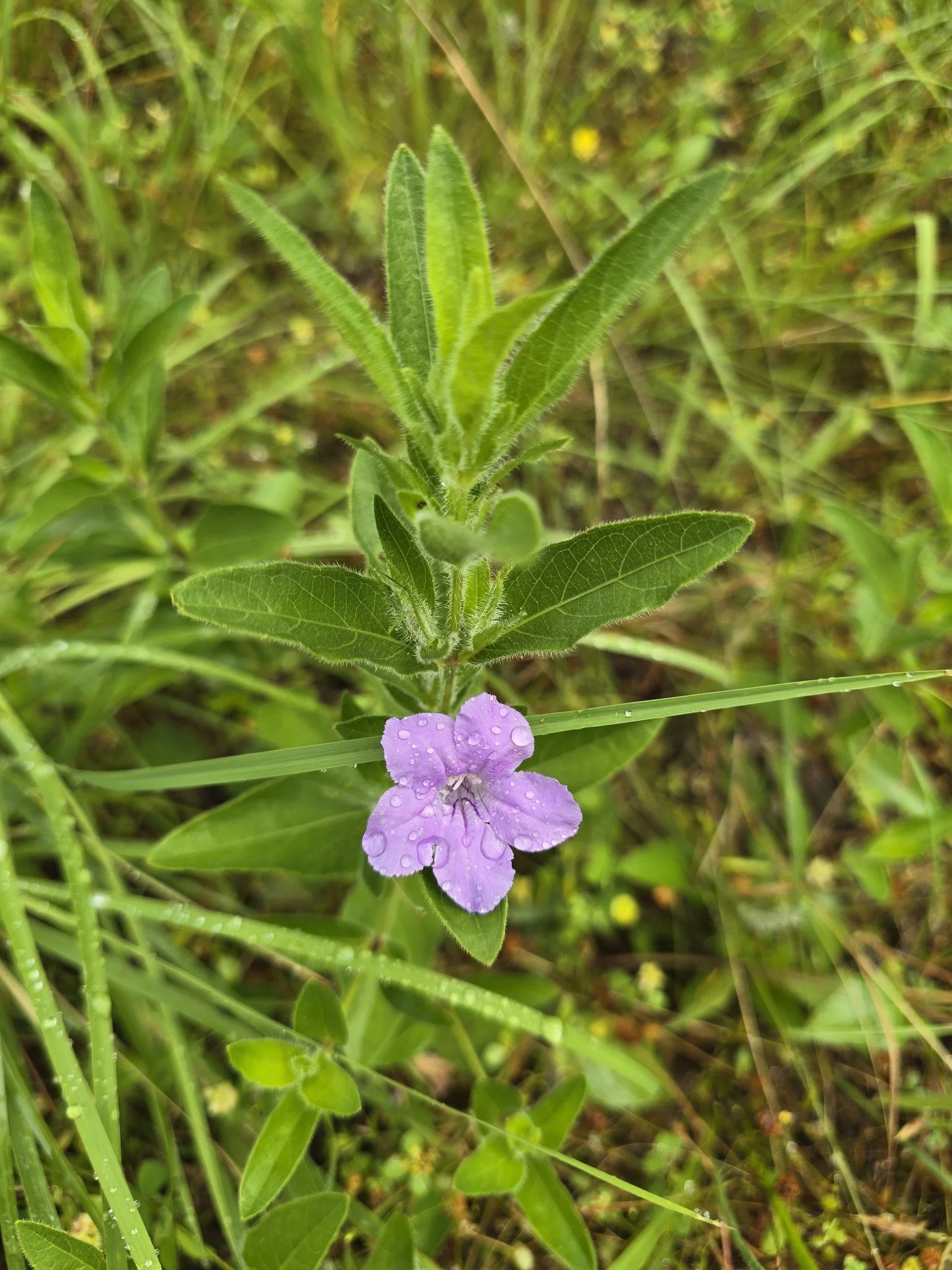 prairiepetunia1_gus.jpg