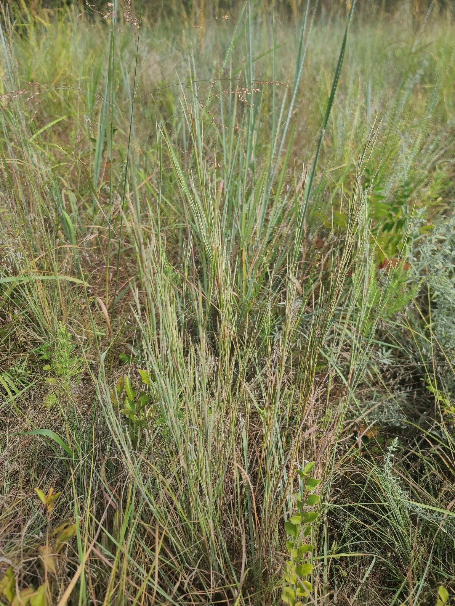 littlebluestem2_gus.jpg