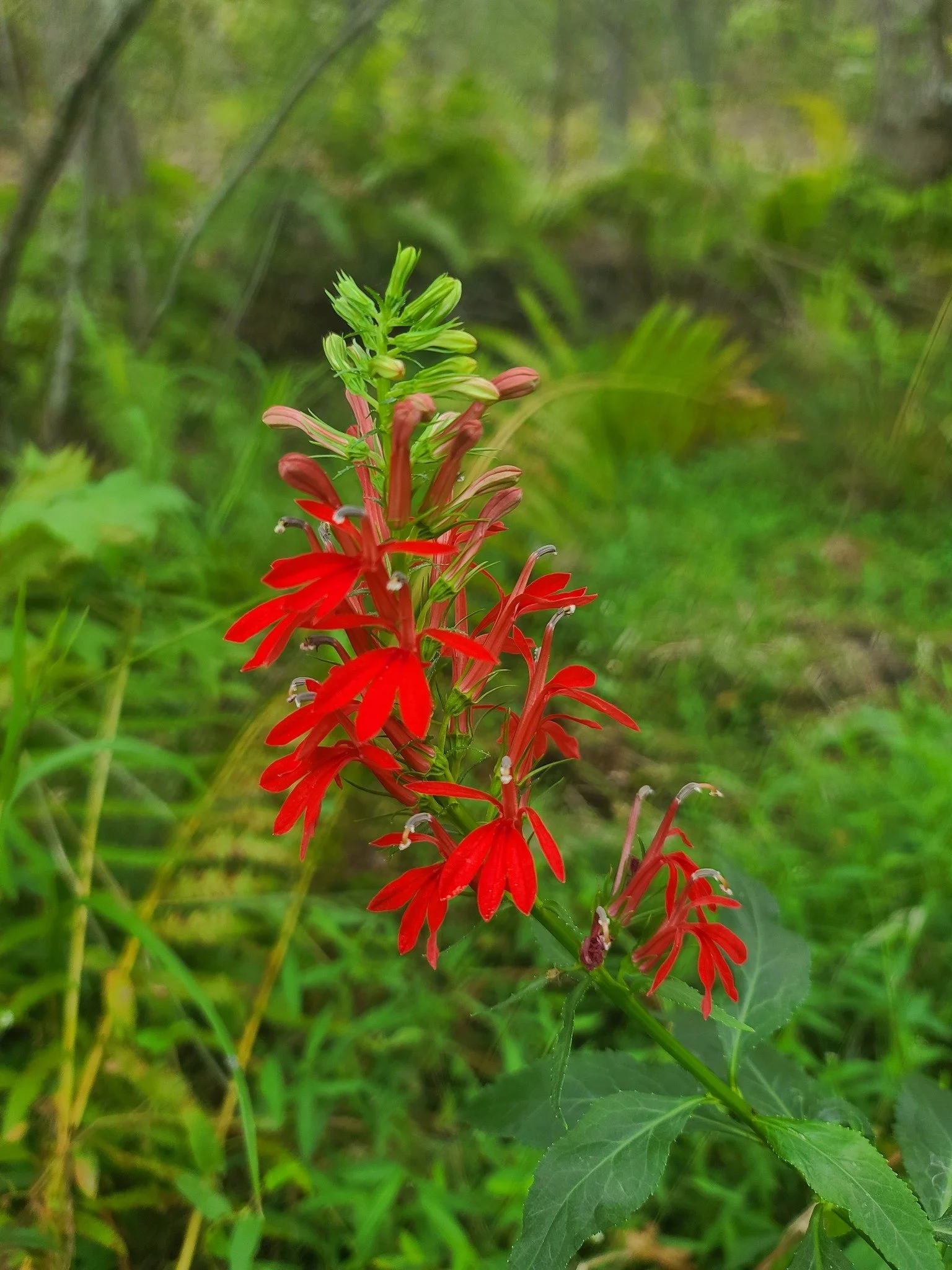 cardinalflower2_gus.jpg