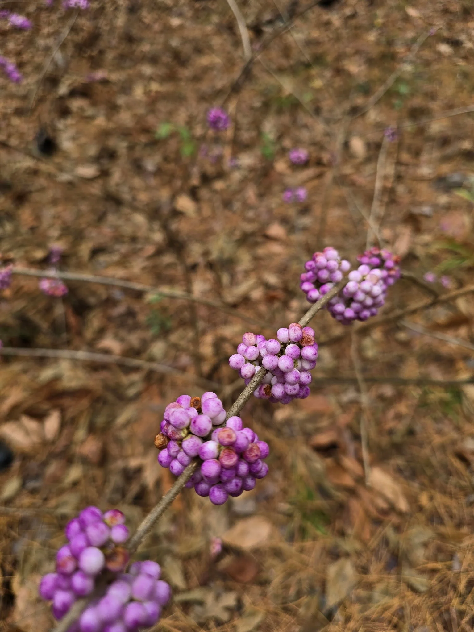 Beautyberry (Callicarpa americana)
