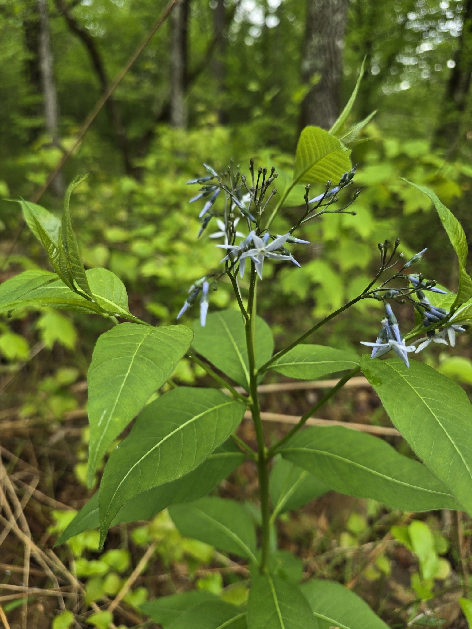 Eastern Bluestar (Amsonia tabernaemontana)