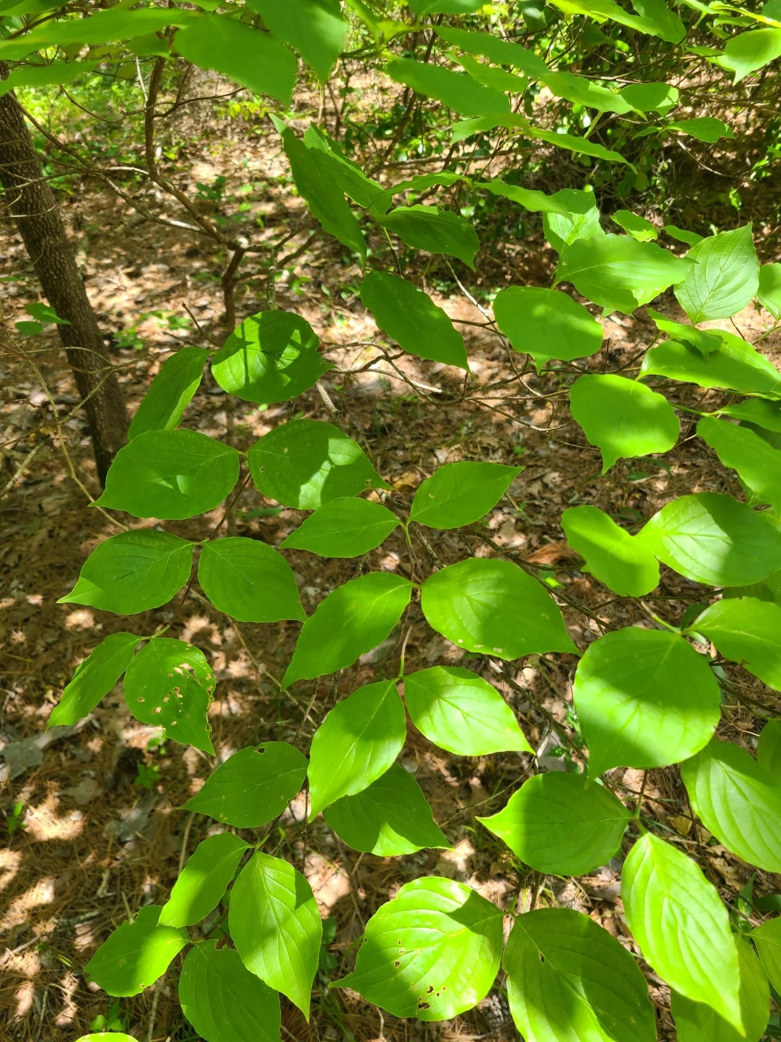 Flowering Dogwood (Cornus florida)
