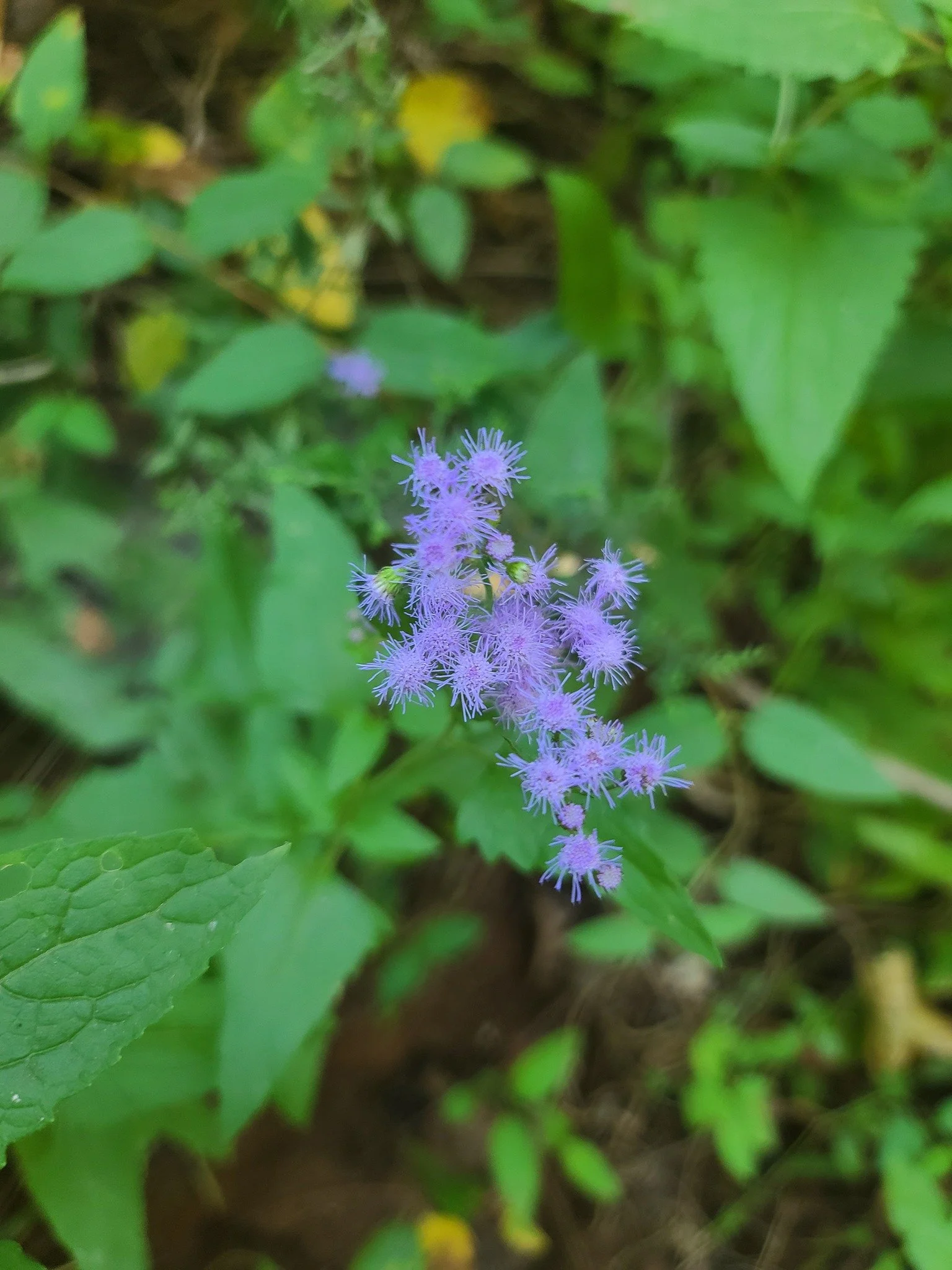 mistflower2_gus.jpg