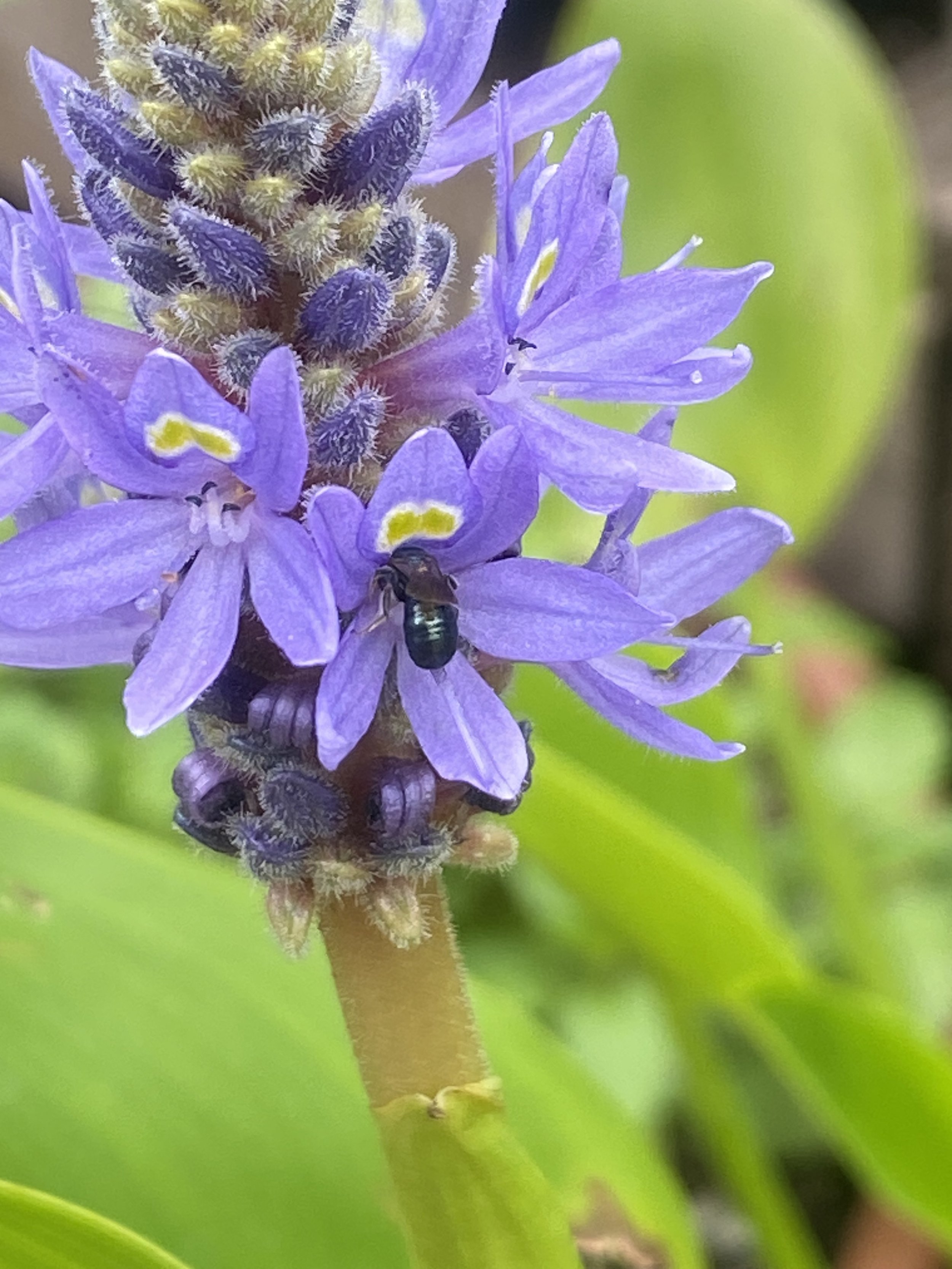 Pickerelweed (Pontederia cordata)