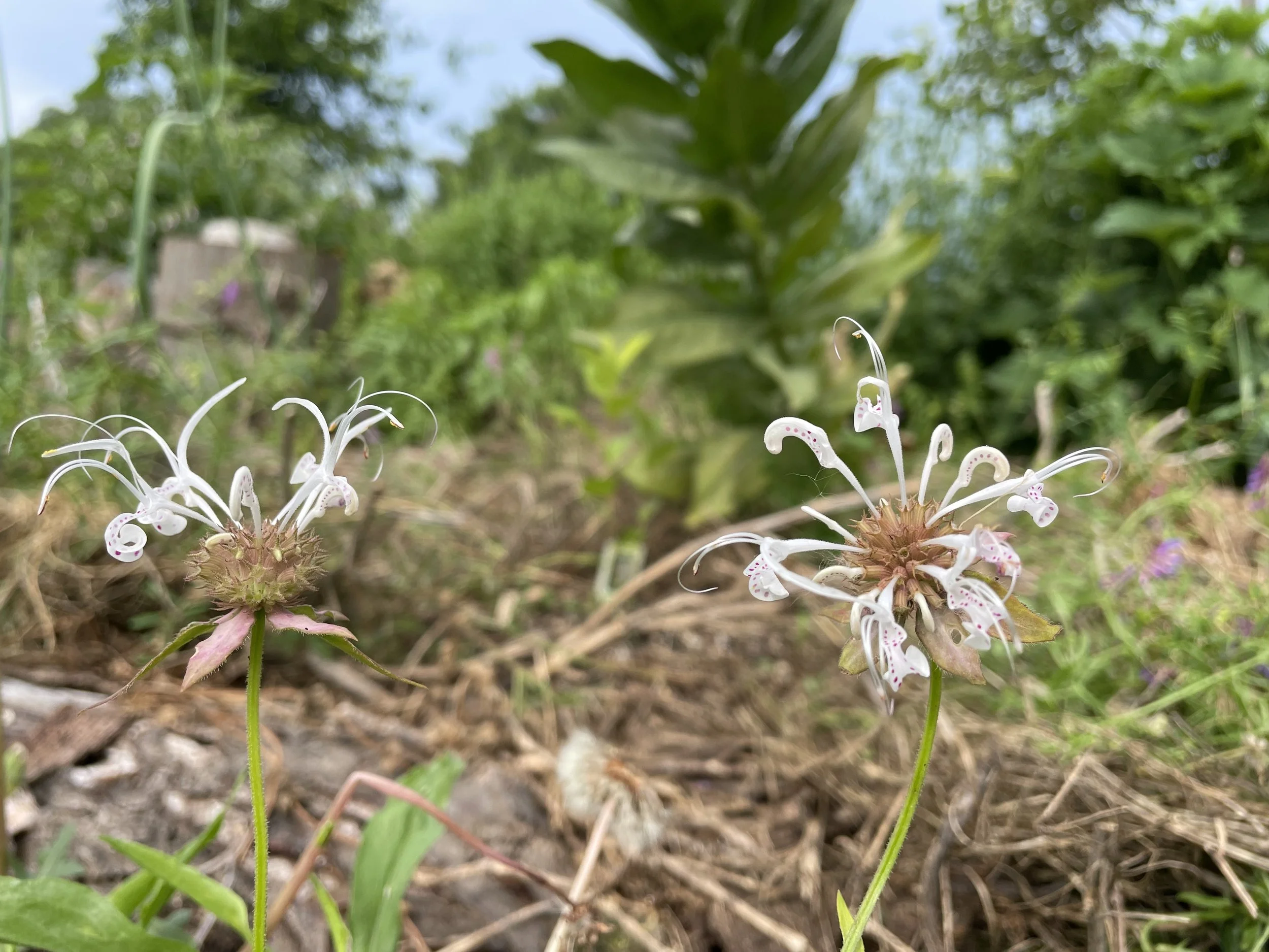 Redpurple Bee Balm (Monarda russeliana)