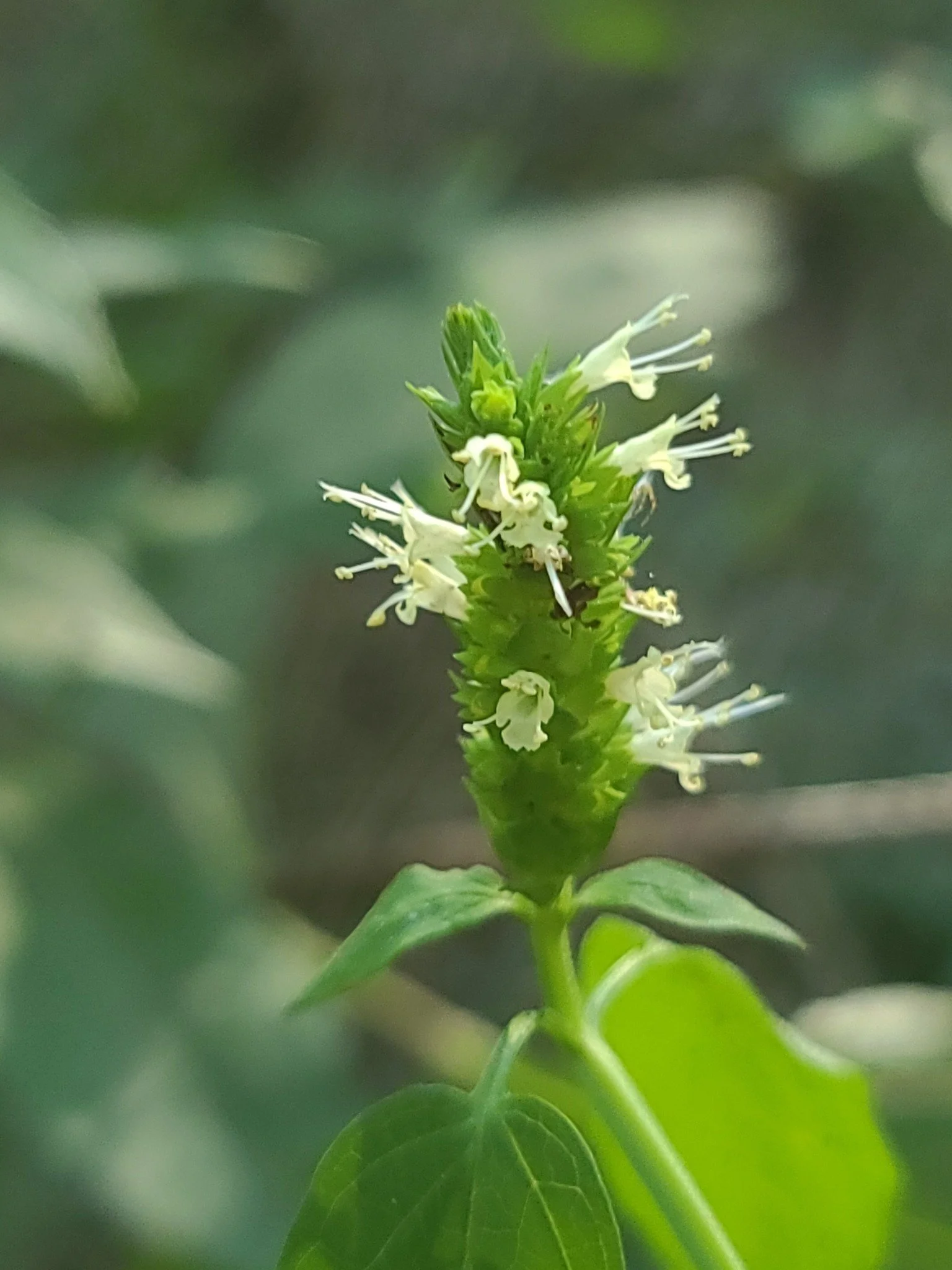 Yellow Giant Hyssop (Agastache nepetoides)