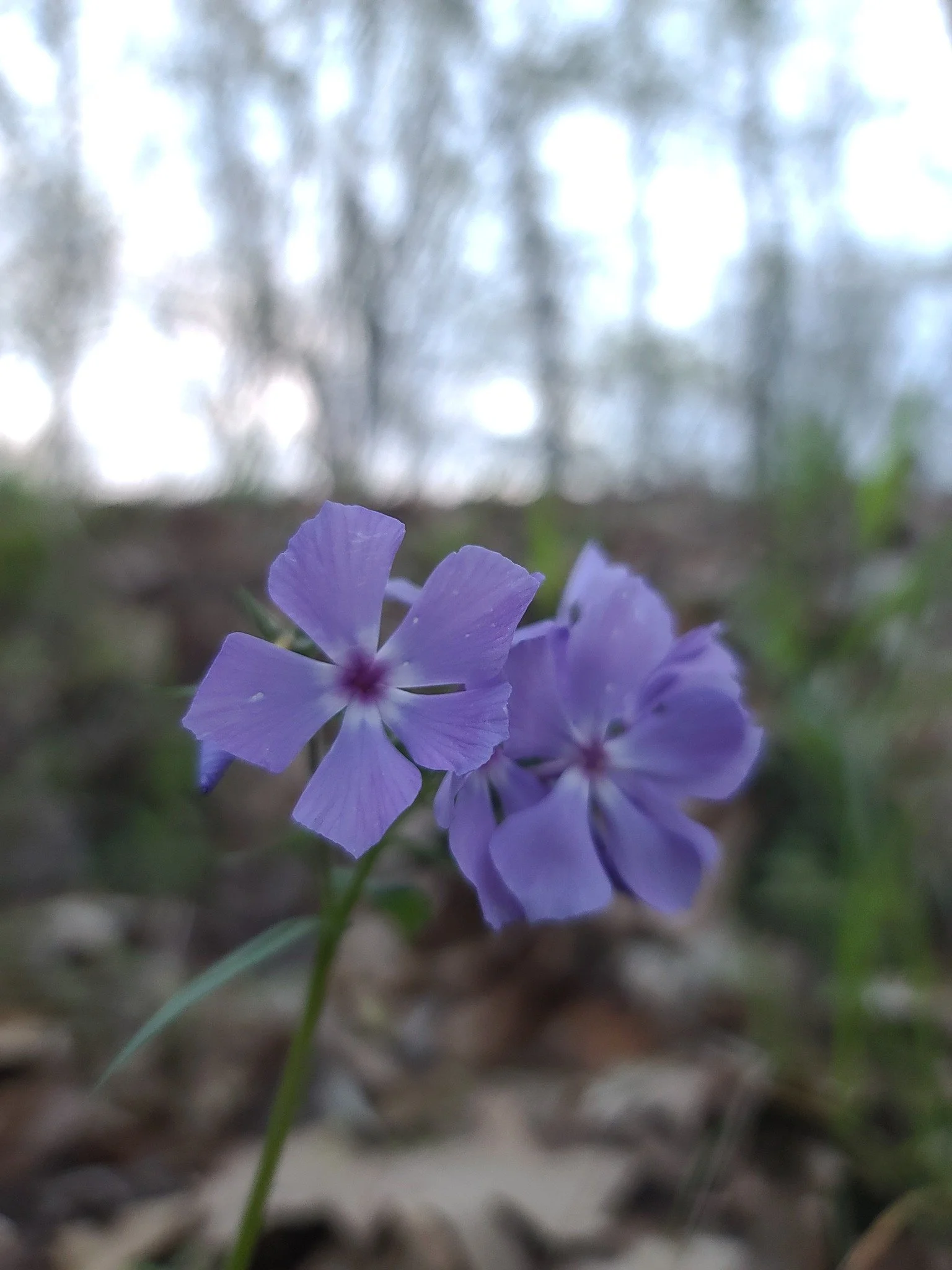 Woodland Phlox (Phlox divaricata)