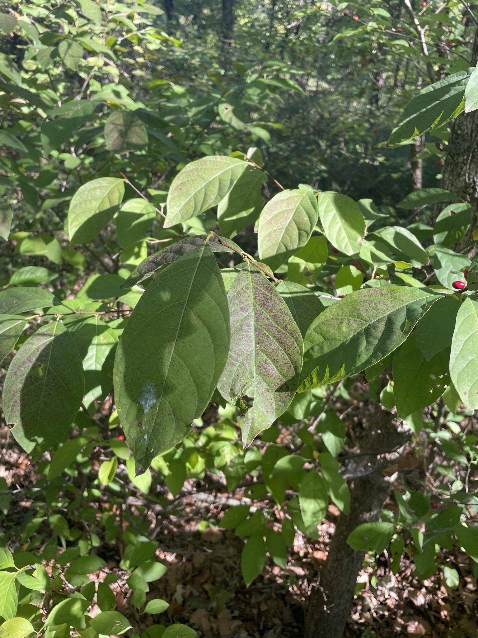 spicebush2_georgia.jpg
